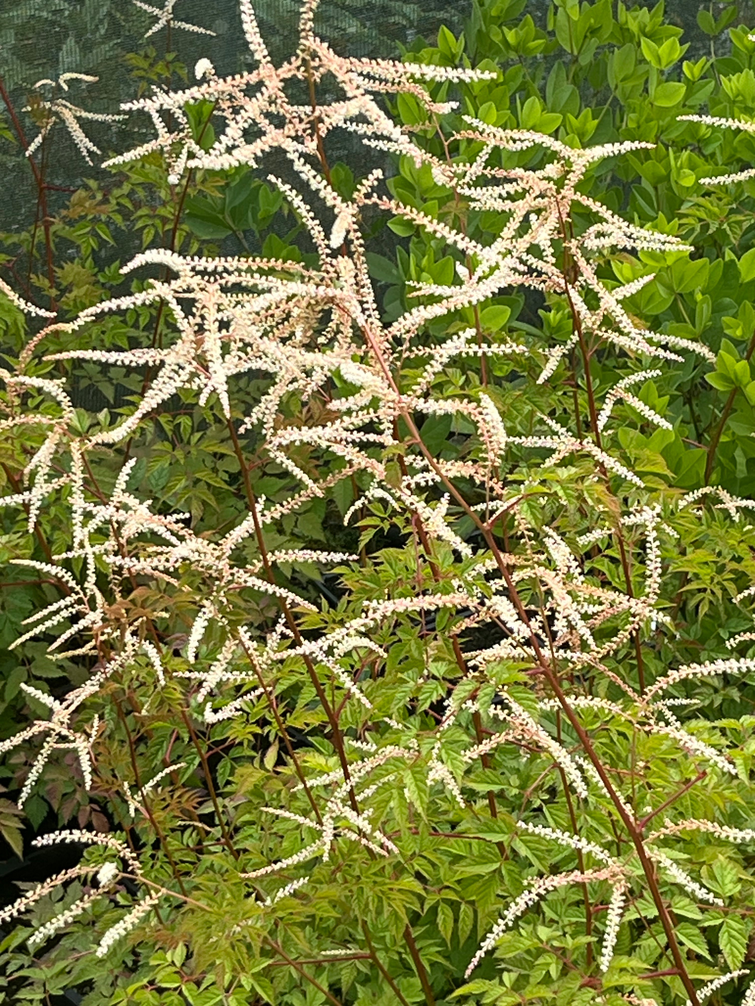 Aruncus ‘Horatio’