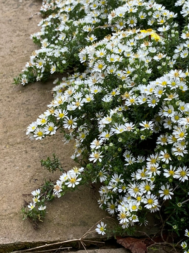 Symphyotrichum ericoides f. prostratum ‘Snow Flurry’ AGM