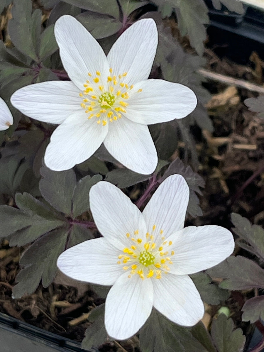Anemone nemorosa ‘Donnington' – Edulis