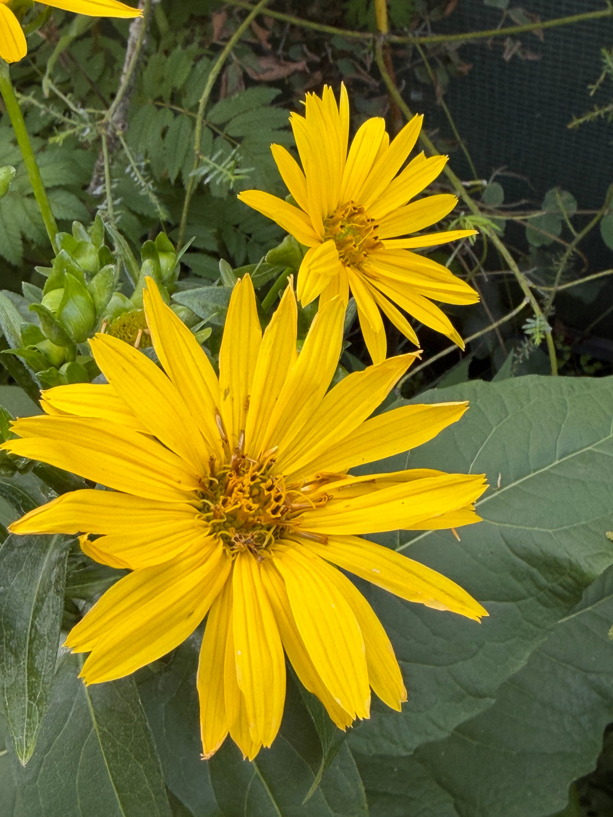 Silphium perfoliatum 'Maya'