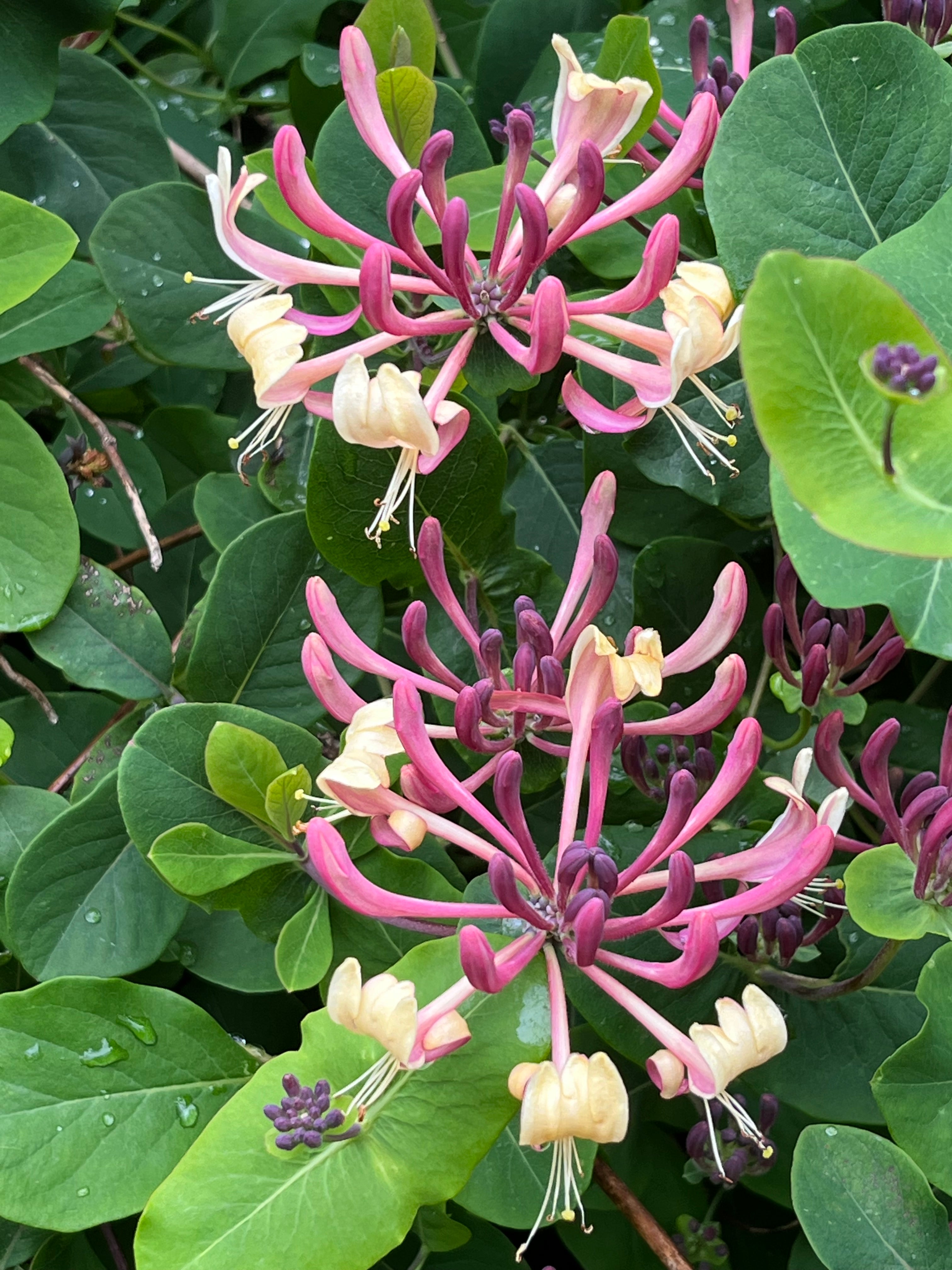 Lonicera x americana