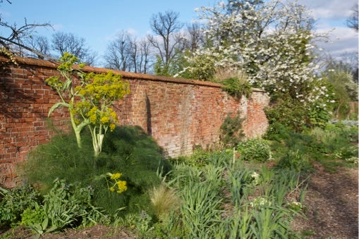 Ferula communis