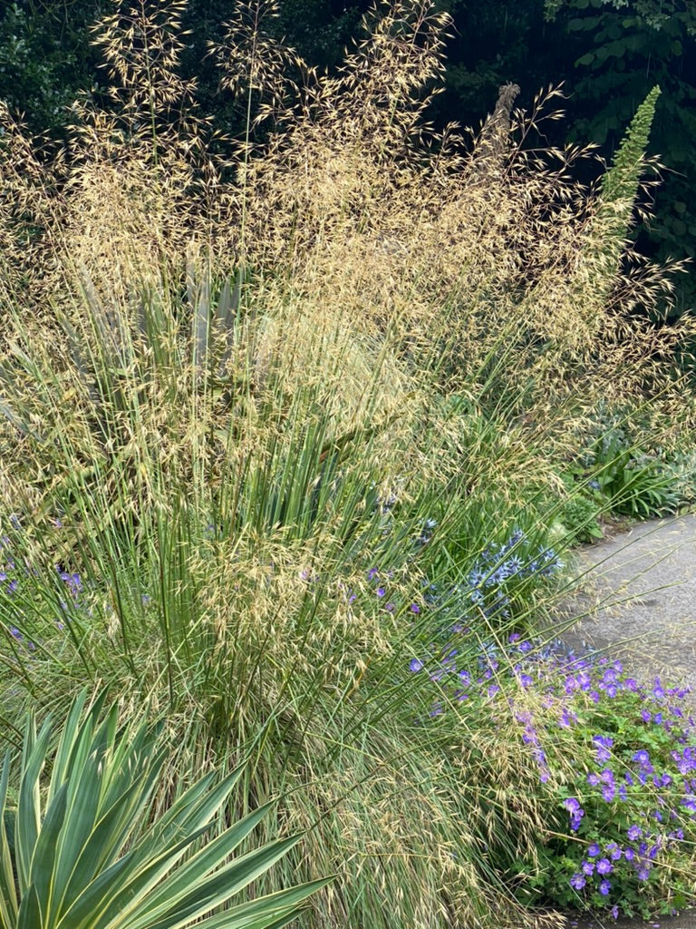 Stipa gigantea &#39;Gold Fontaene&#39; AGM