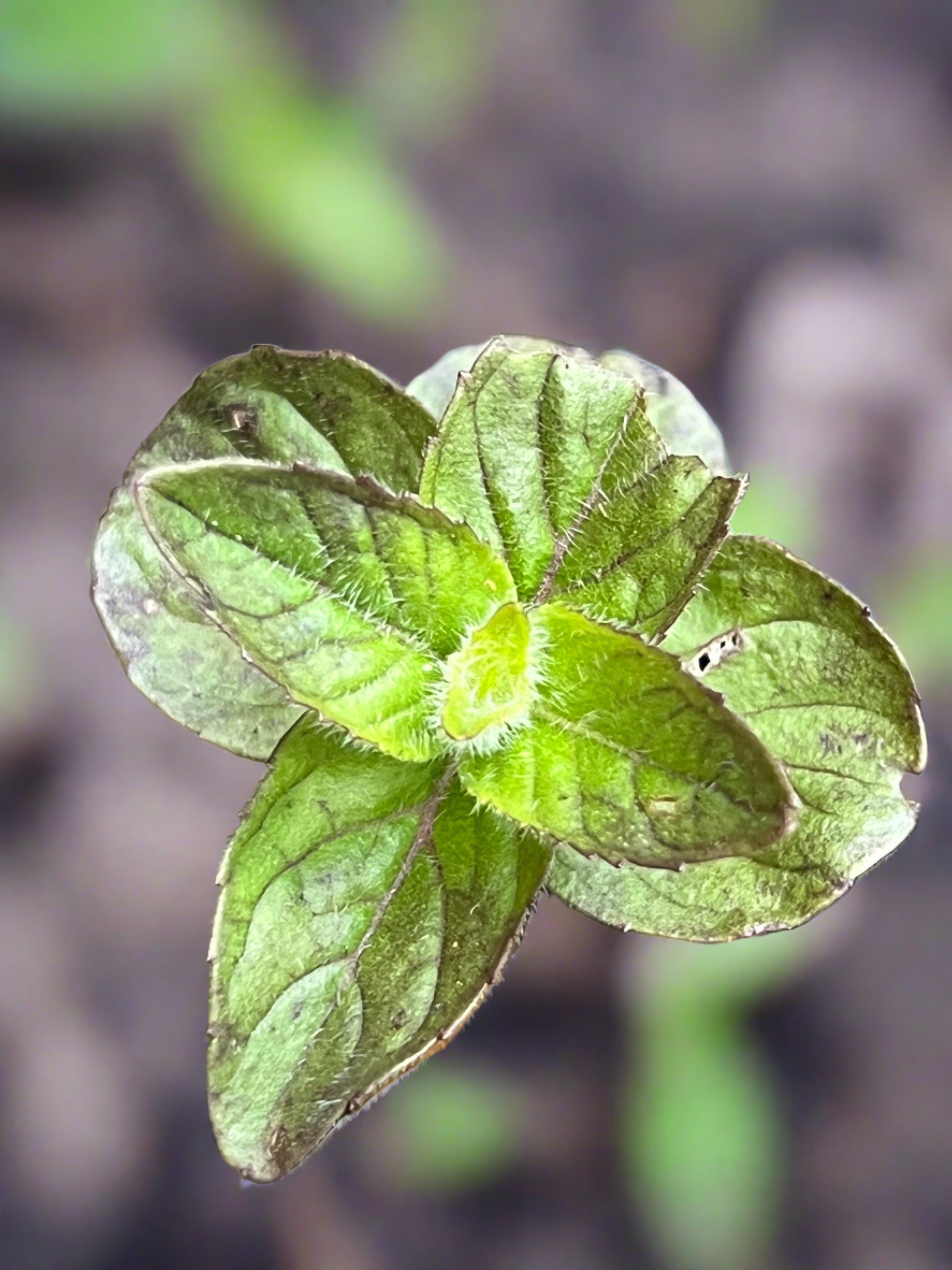 Mentha arvensis ‘Lemon’