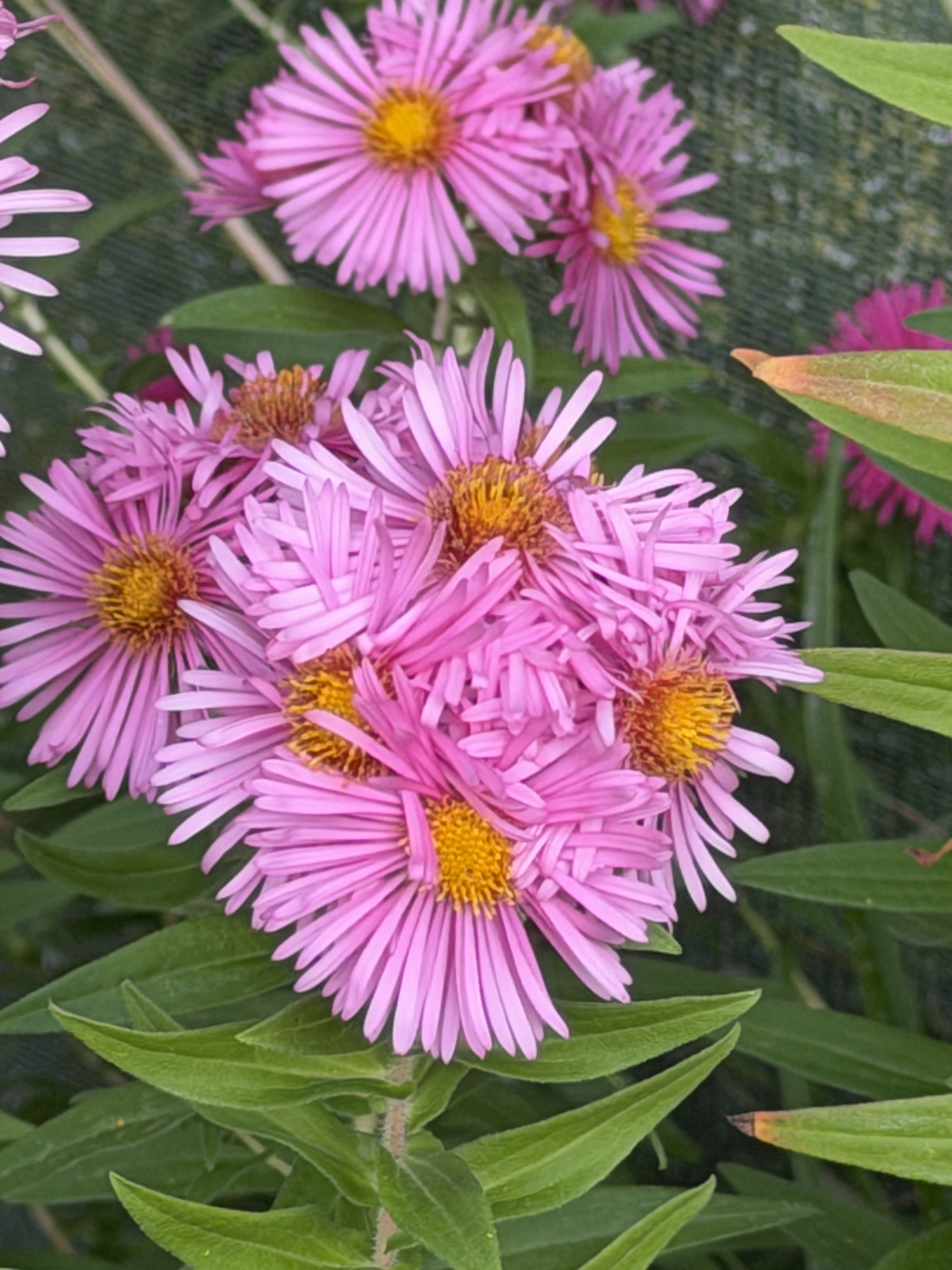 Symphyotrichum (Aster) novae-angliae ‘Rosa Sieger'