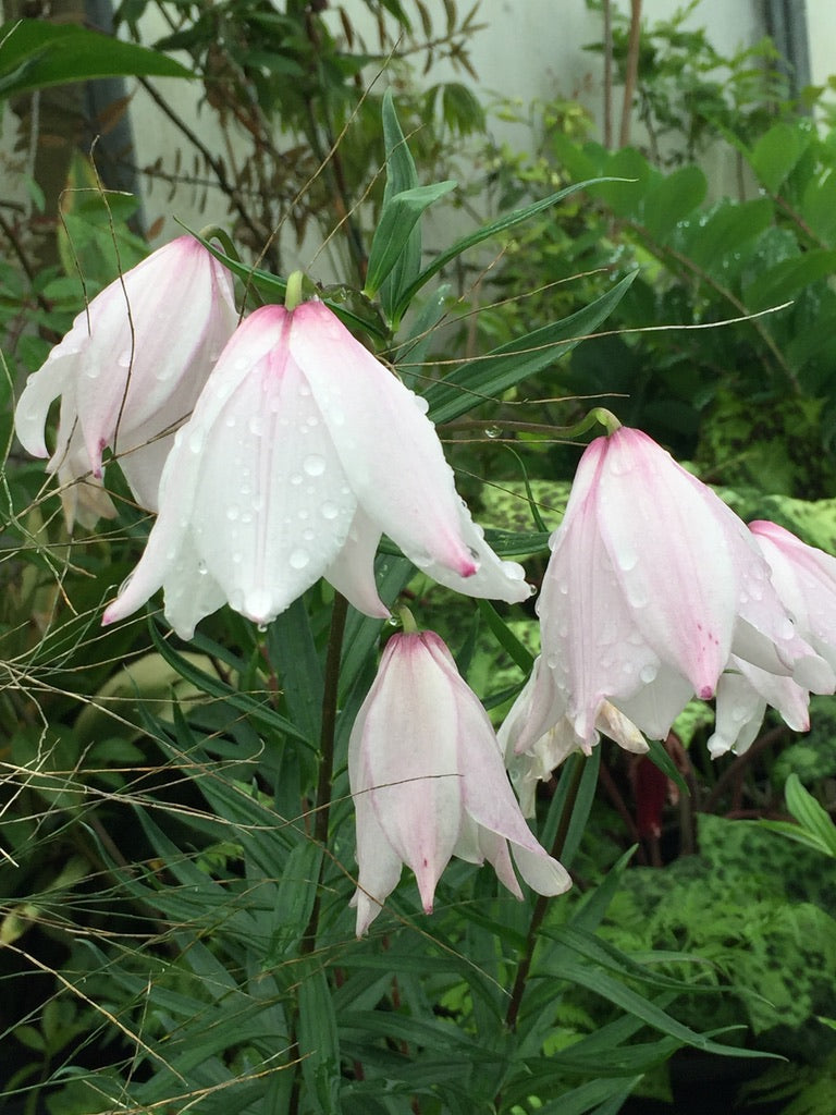 Lilium mackliniae