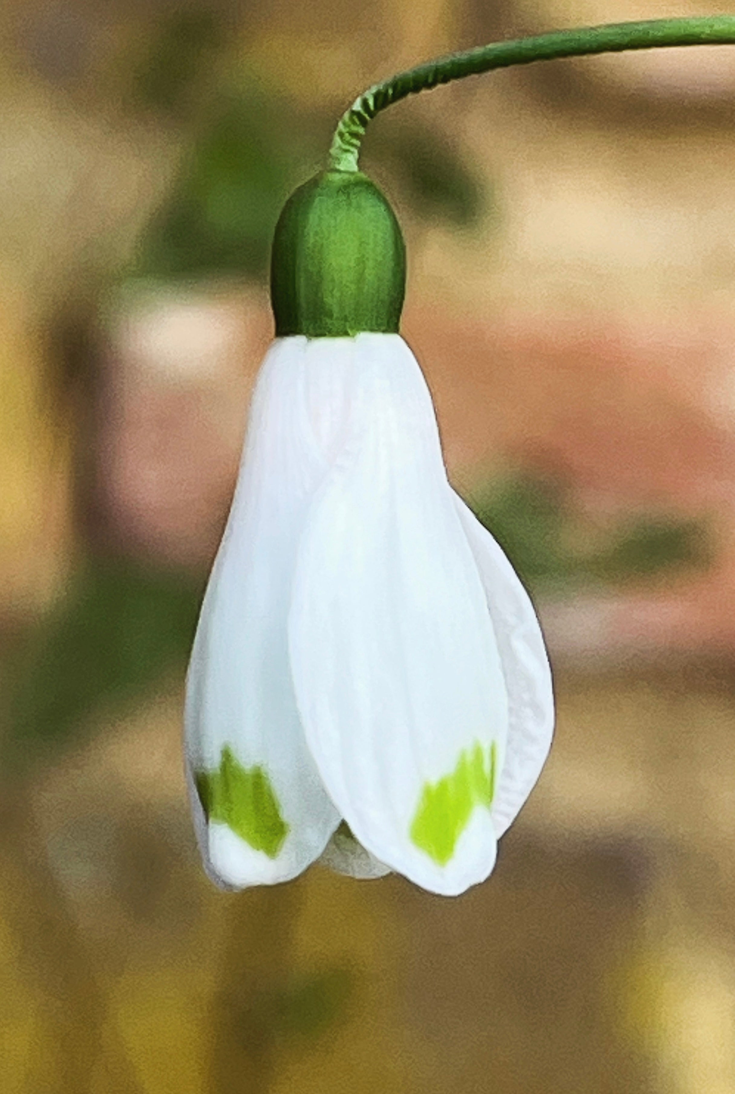 Galanthus woronowii &#39;Befana&#39;