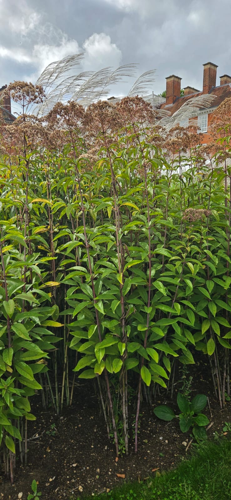 Eutrochium fistulosum 'Berggarten'