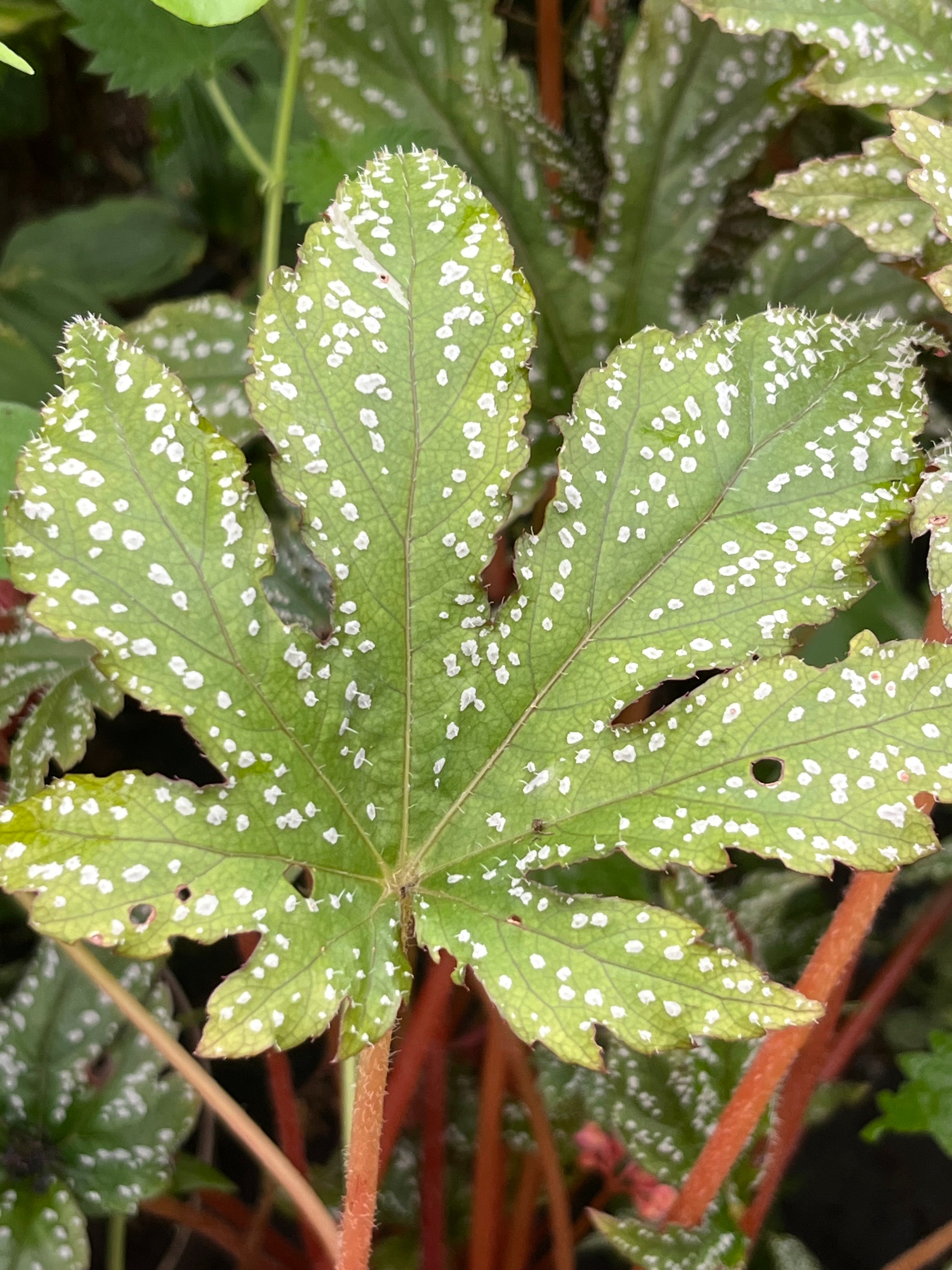 Begonia  circumlobata 'Chandler's Hardy'