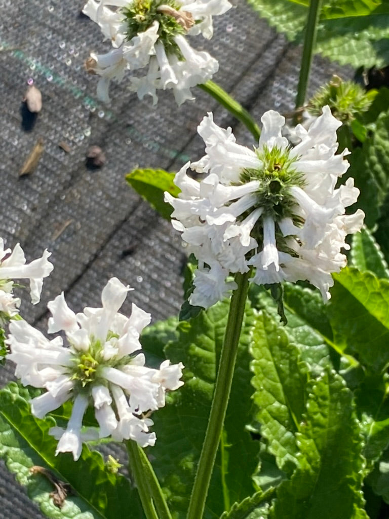 Stachys officinalis 'Wisley White'