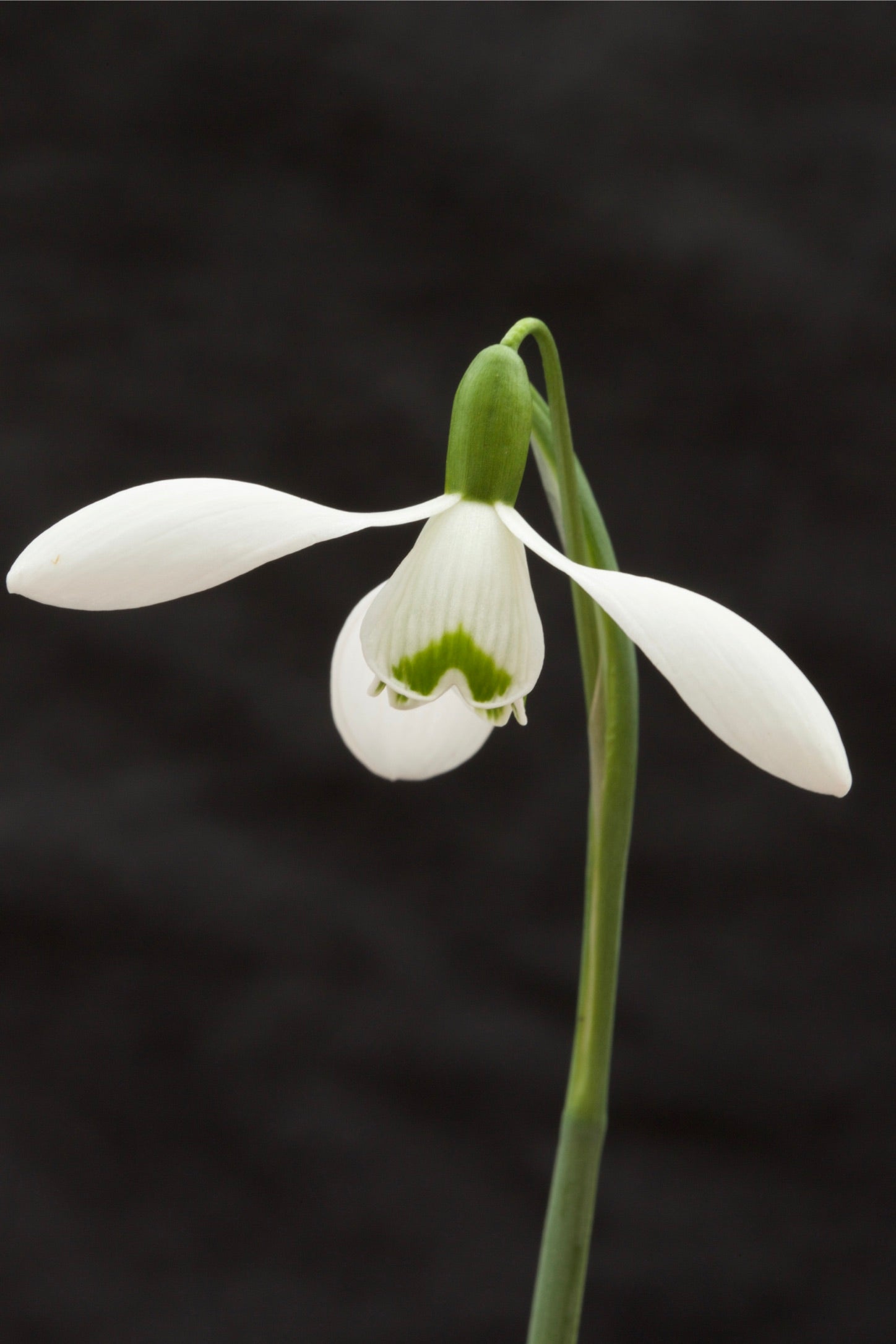 Galanthus ‘Galatea’