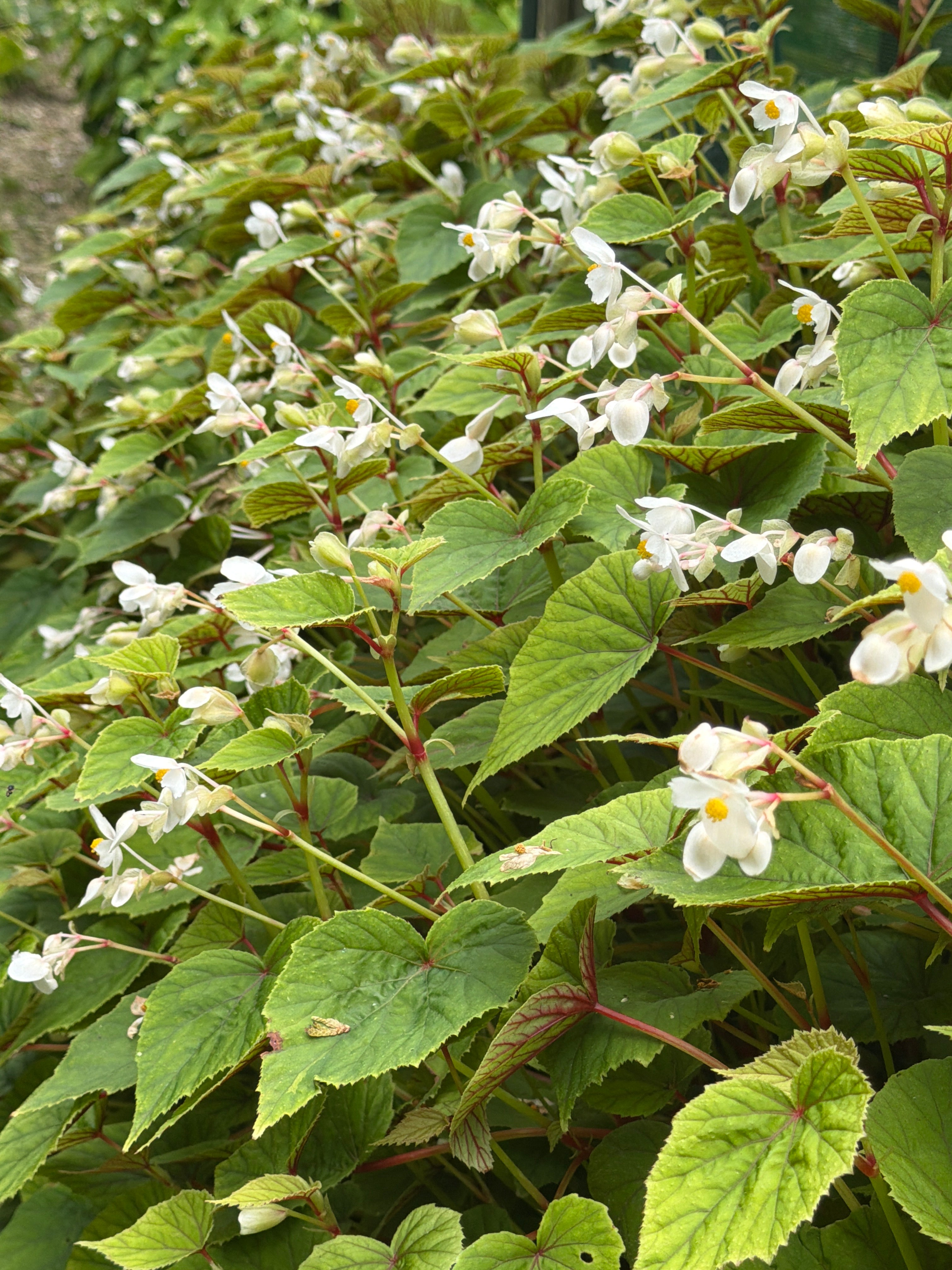 Begonia grandis subsp. sinensis 'Snowpop'