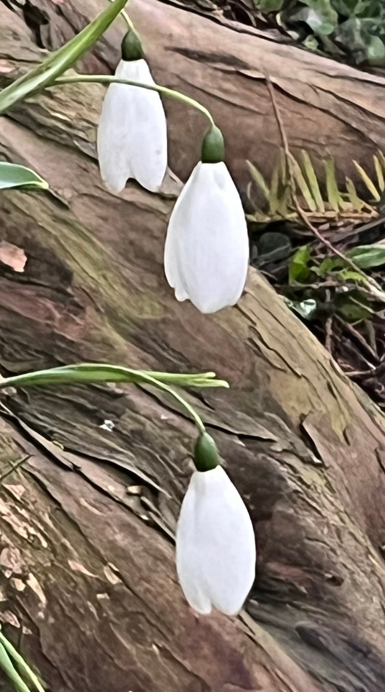 Galanthus ‘Fly Fishing’