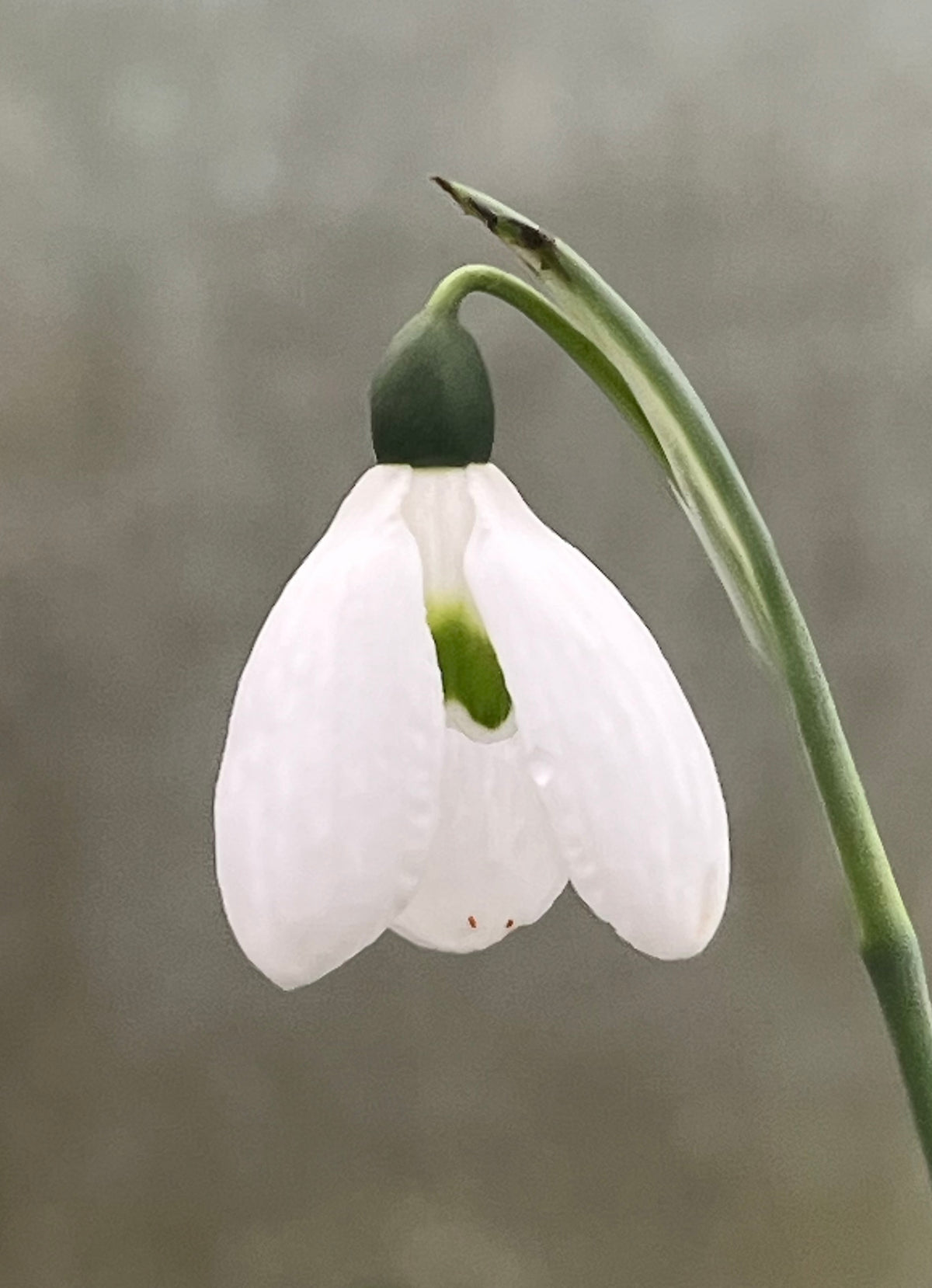 Galanthus ‘Rainbow Yo-Yo'