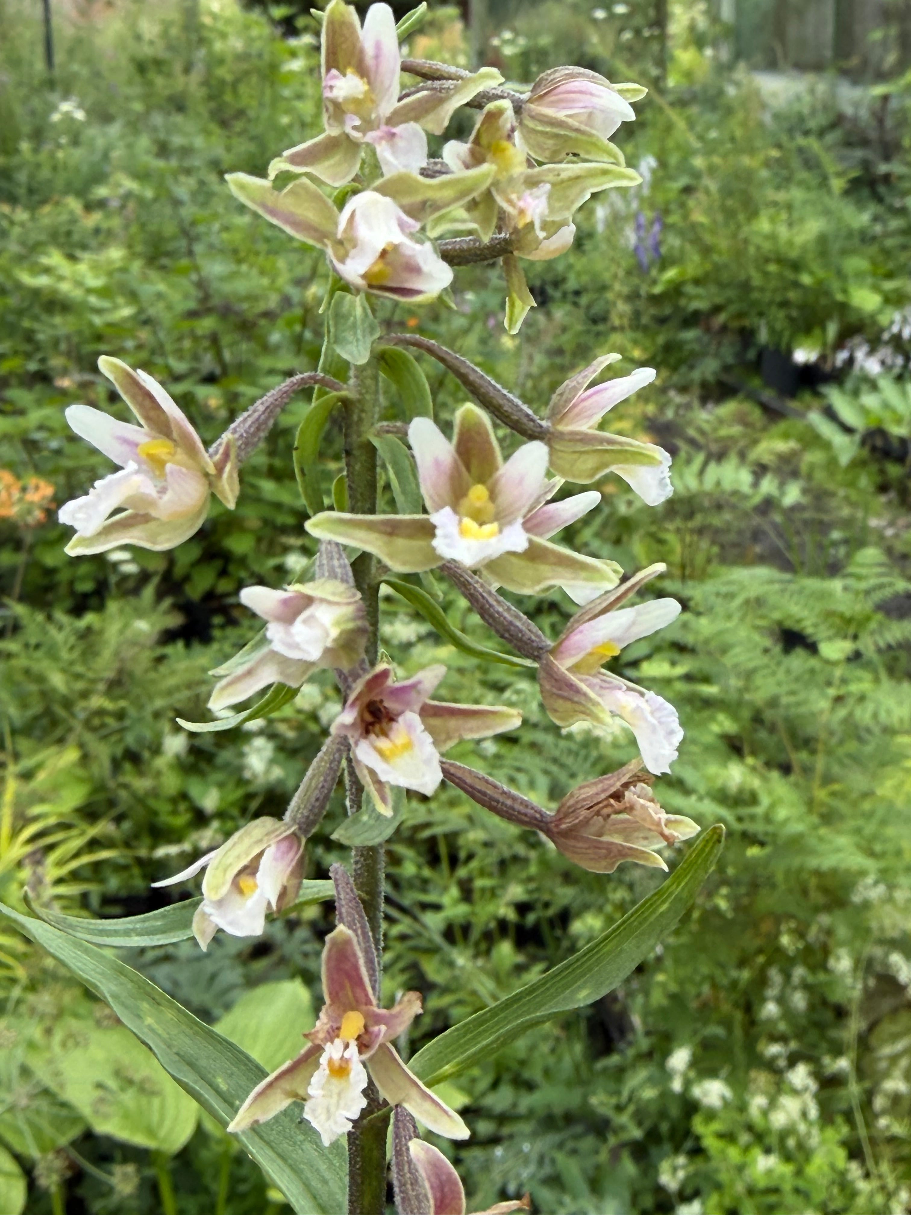 Epipactis palustris