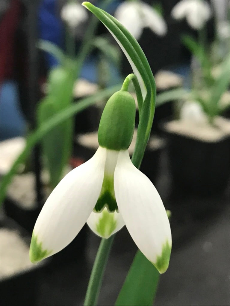 Galanthus ‘Jack By The ‘Edge’