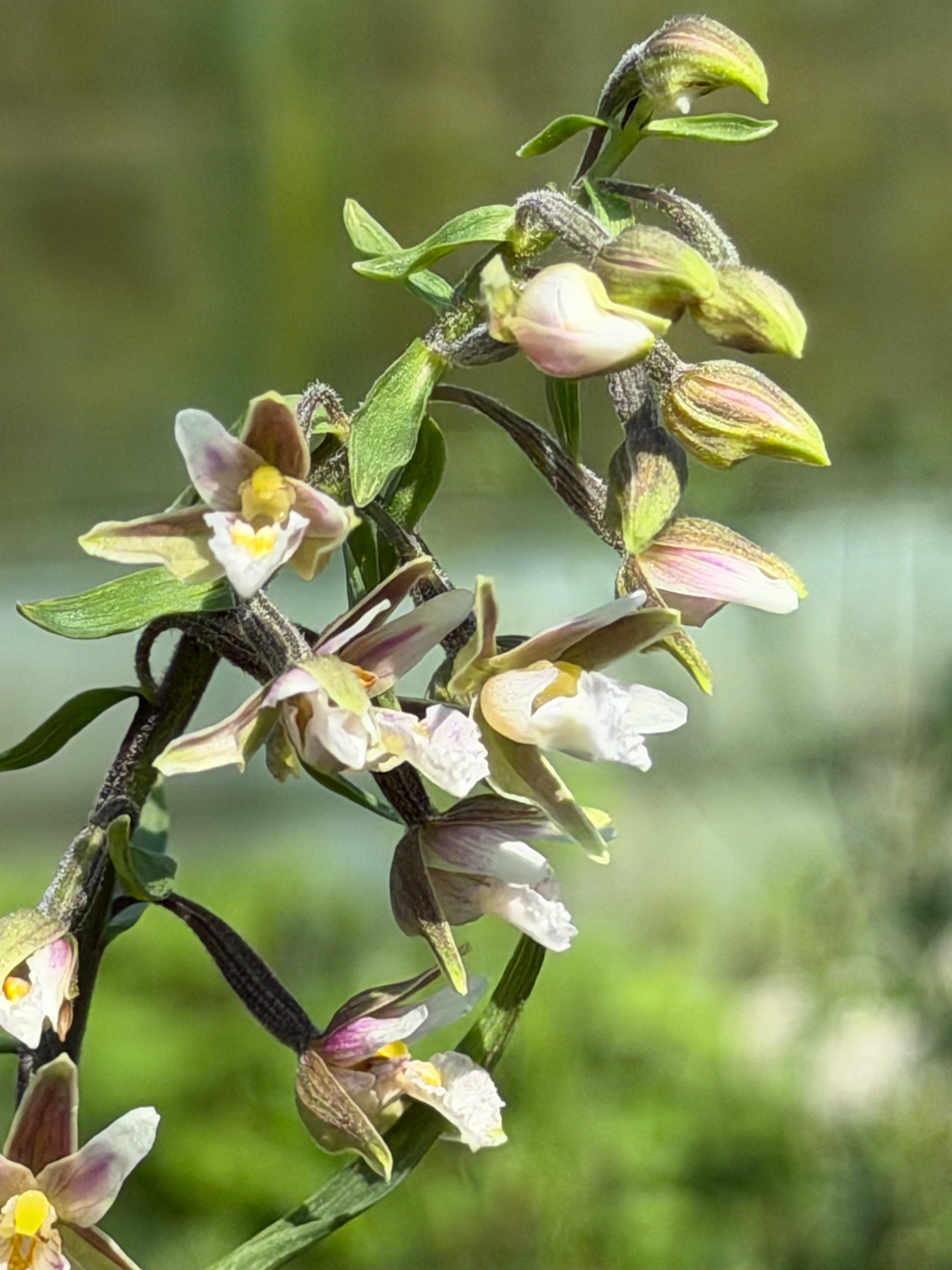 Epipactis palustris