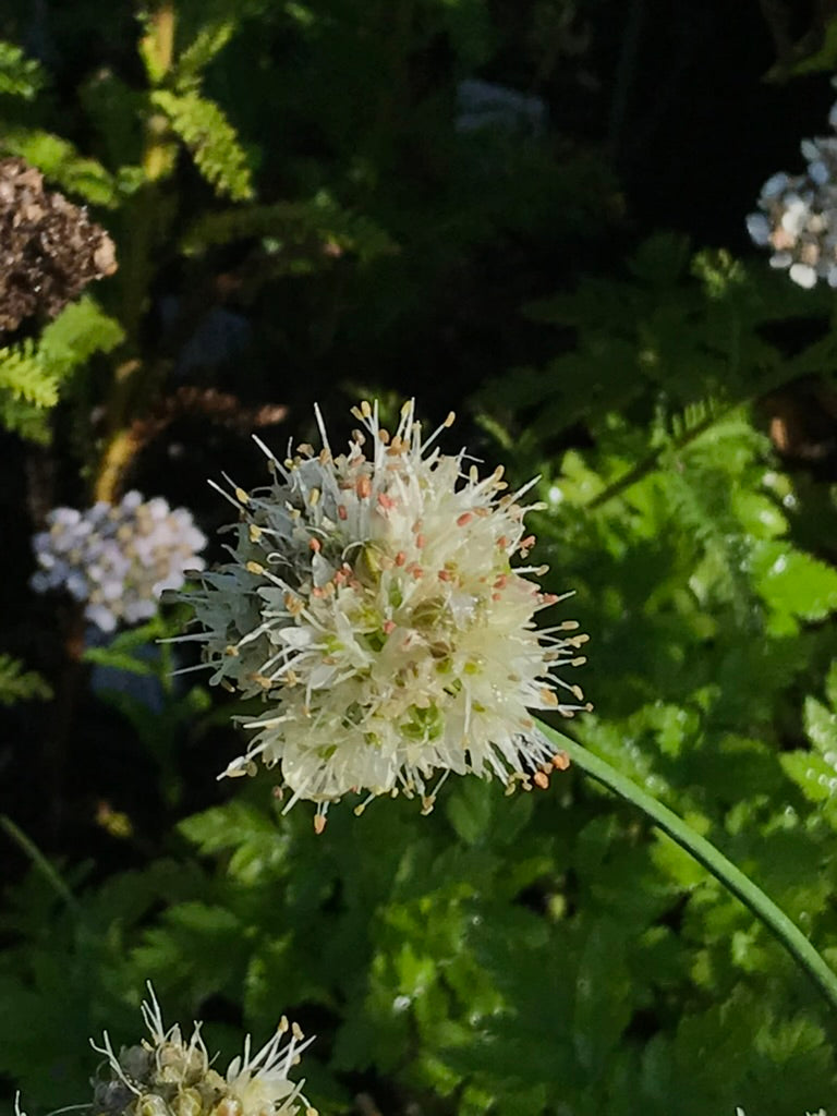 Hydrophyllum virginianum