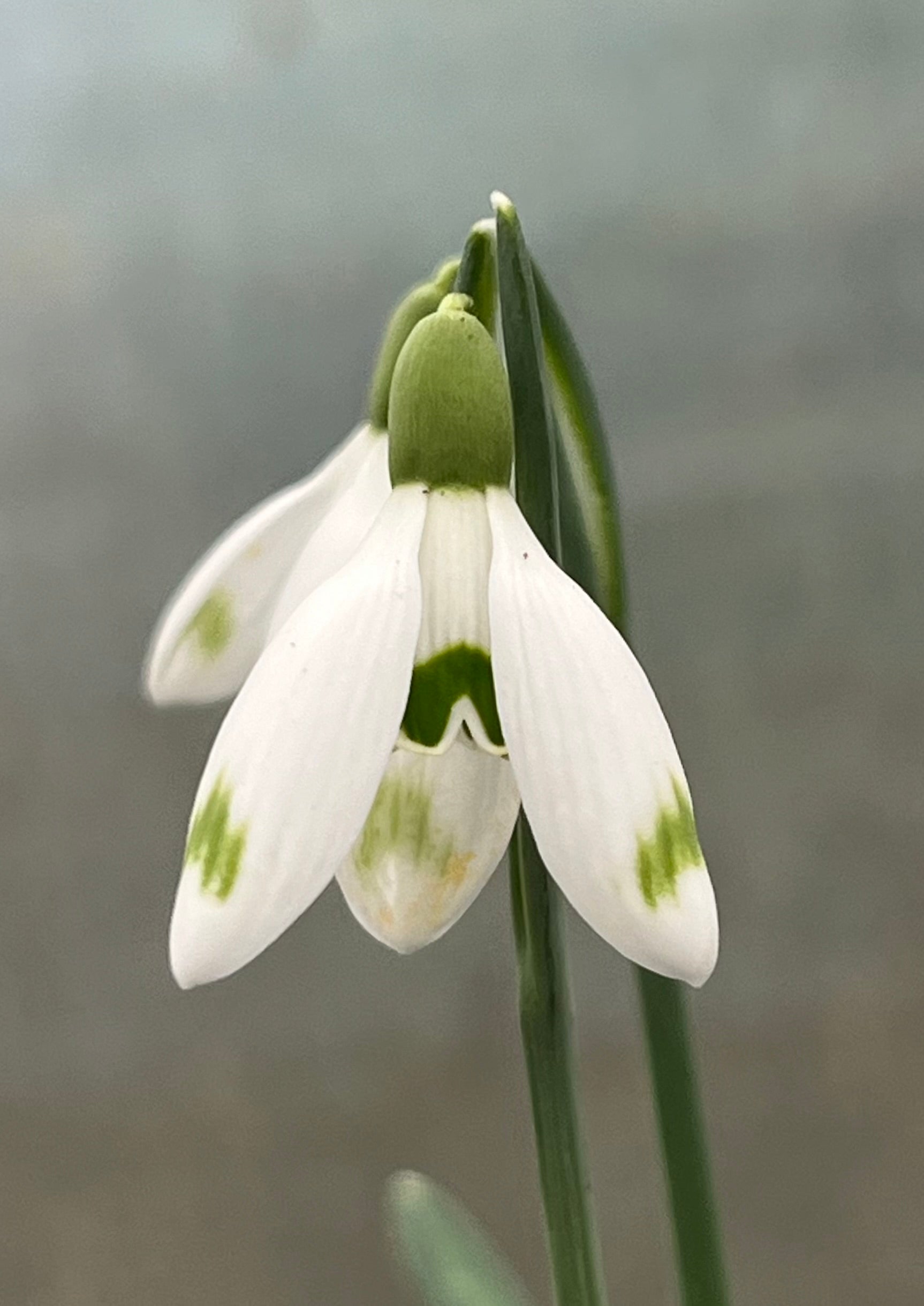 Galanthus nivalis &#39;Apartment&#39; (D017)