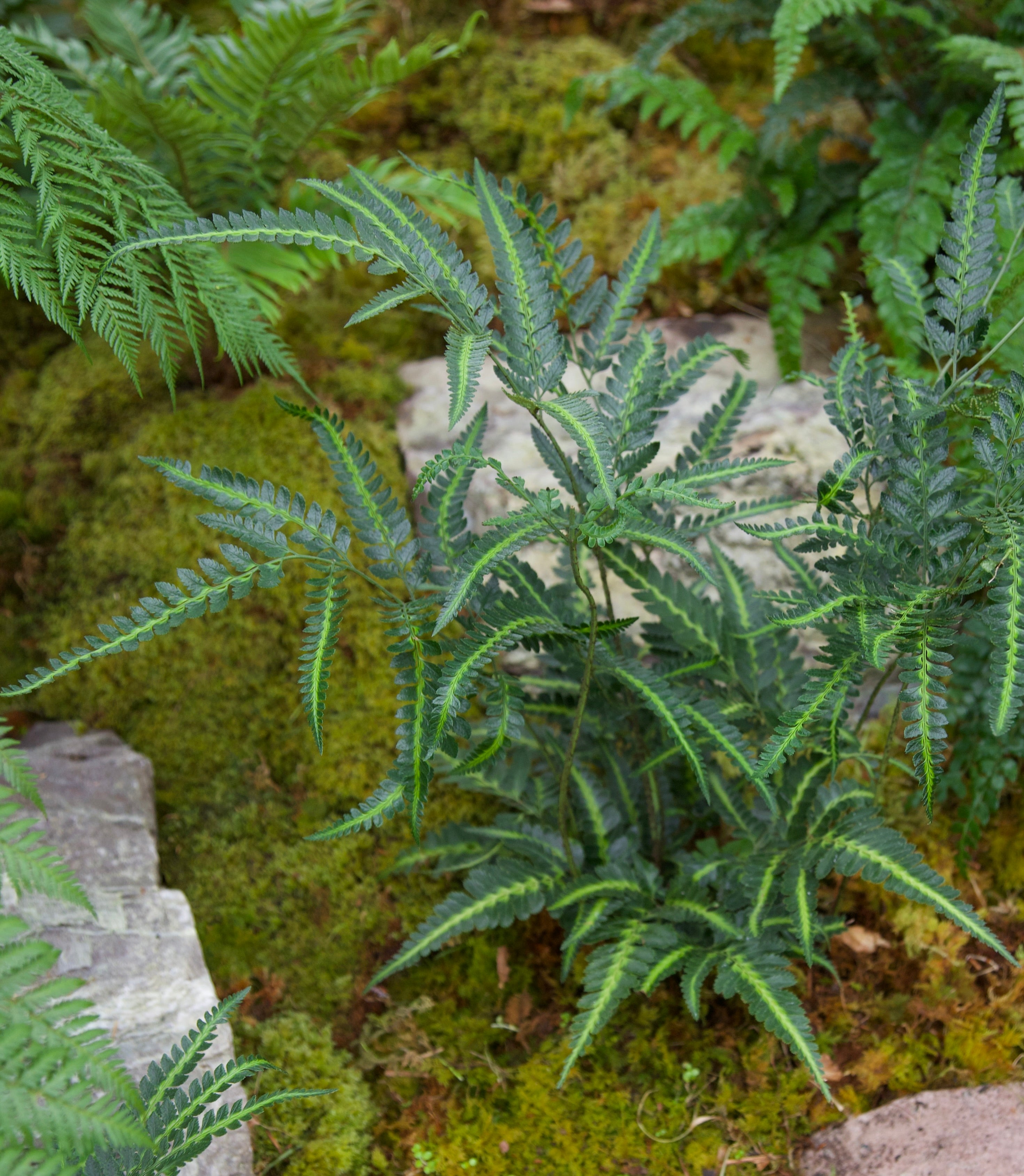 Arachniodes simplicior variegata