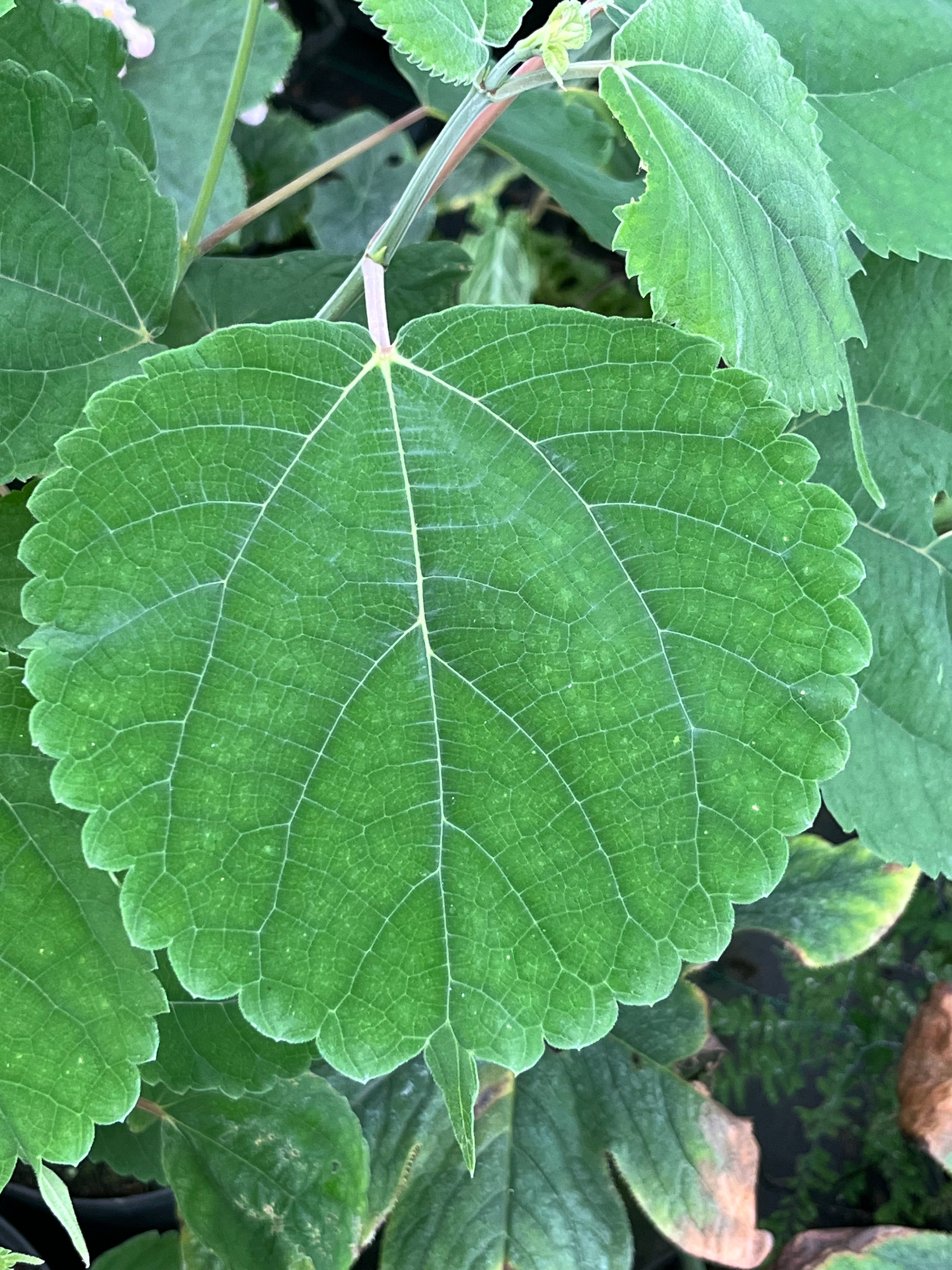 Boehmeria macrophylla var. rotundifolia PB 02-530