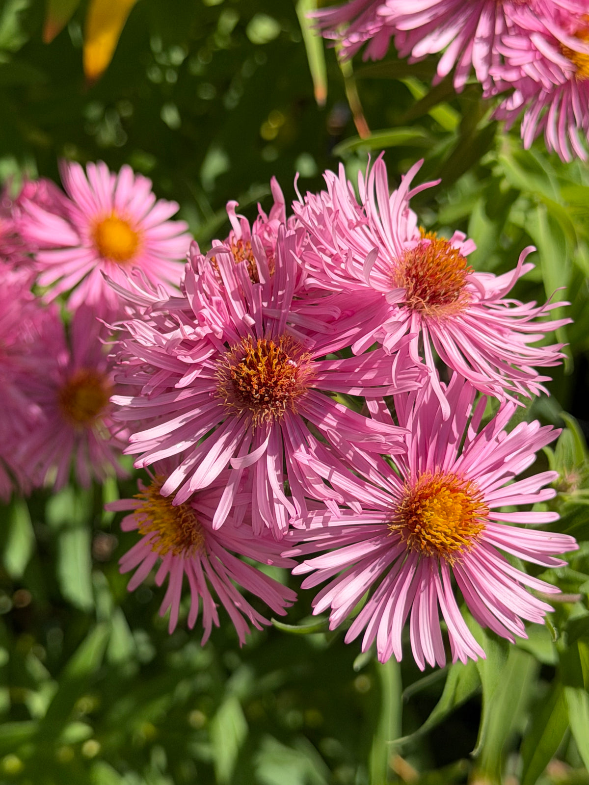 Symphyotrichum (Aster) novae-angliae ‘Rosa Sieger'