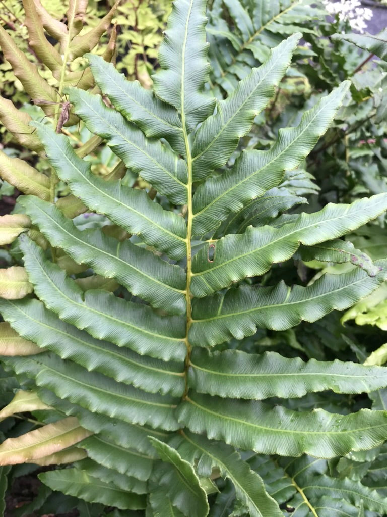 Blechnum chilense AGM