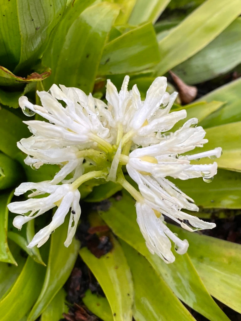 Heloniopsis orientalis var. flavida &#39;Snow White&#39;