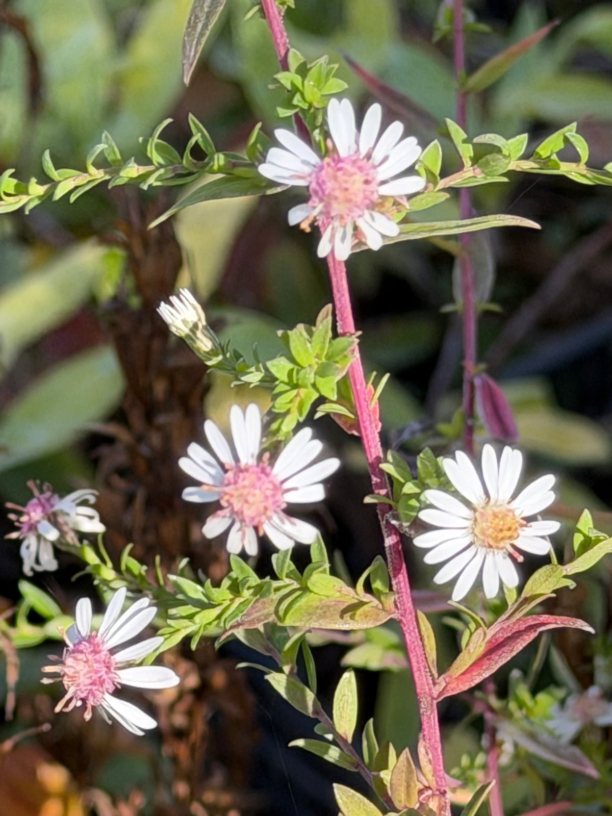 Aster (Symphyotrichum) lateriflorum 'Bleke Bet'