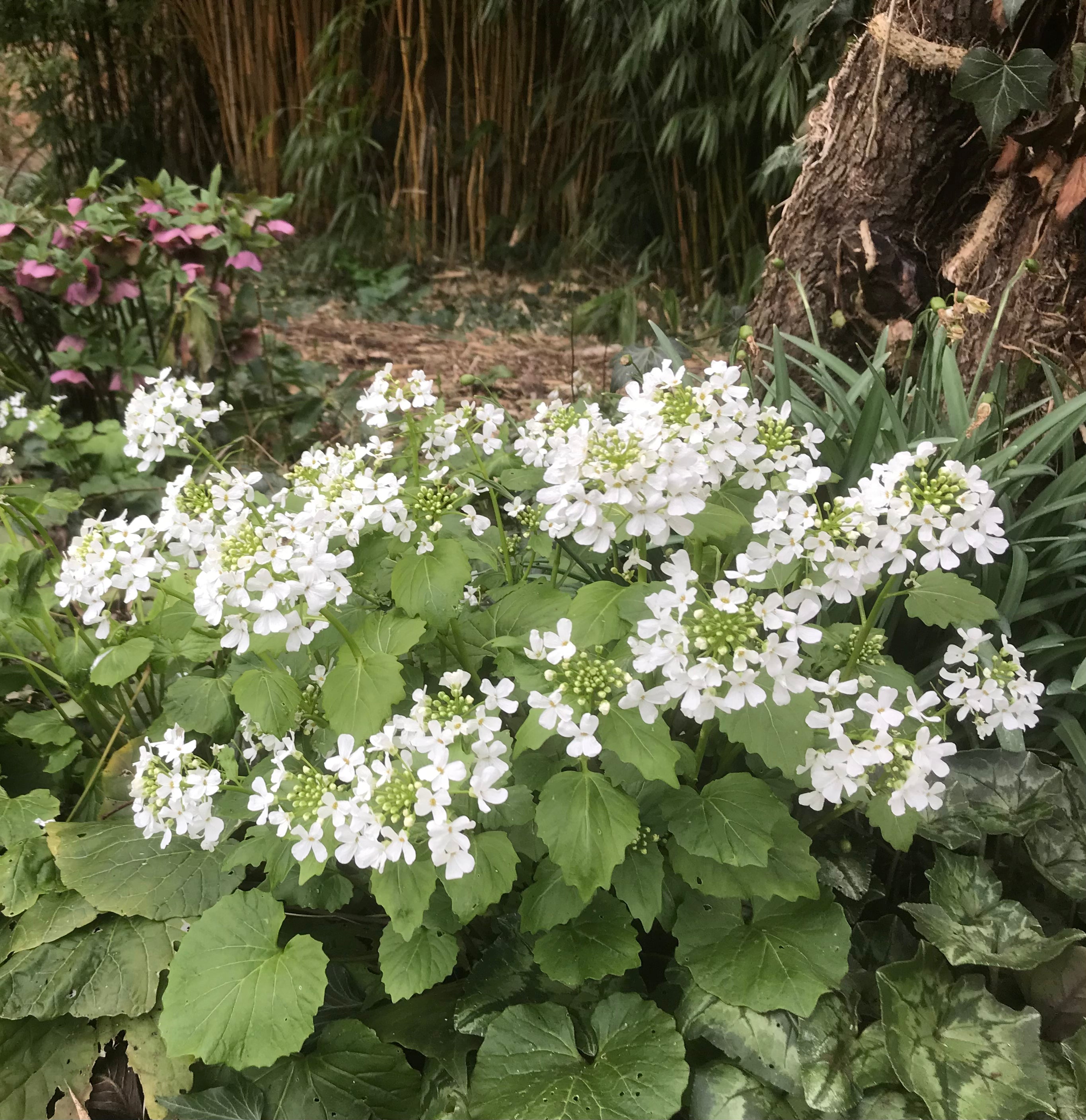 Pachyphragma macrophyllum