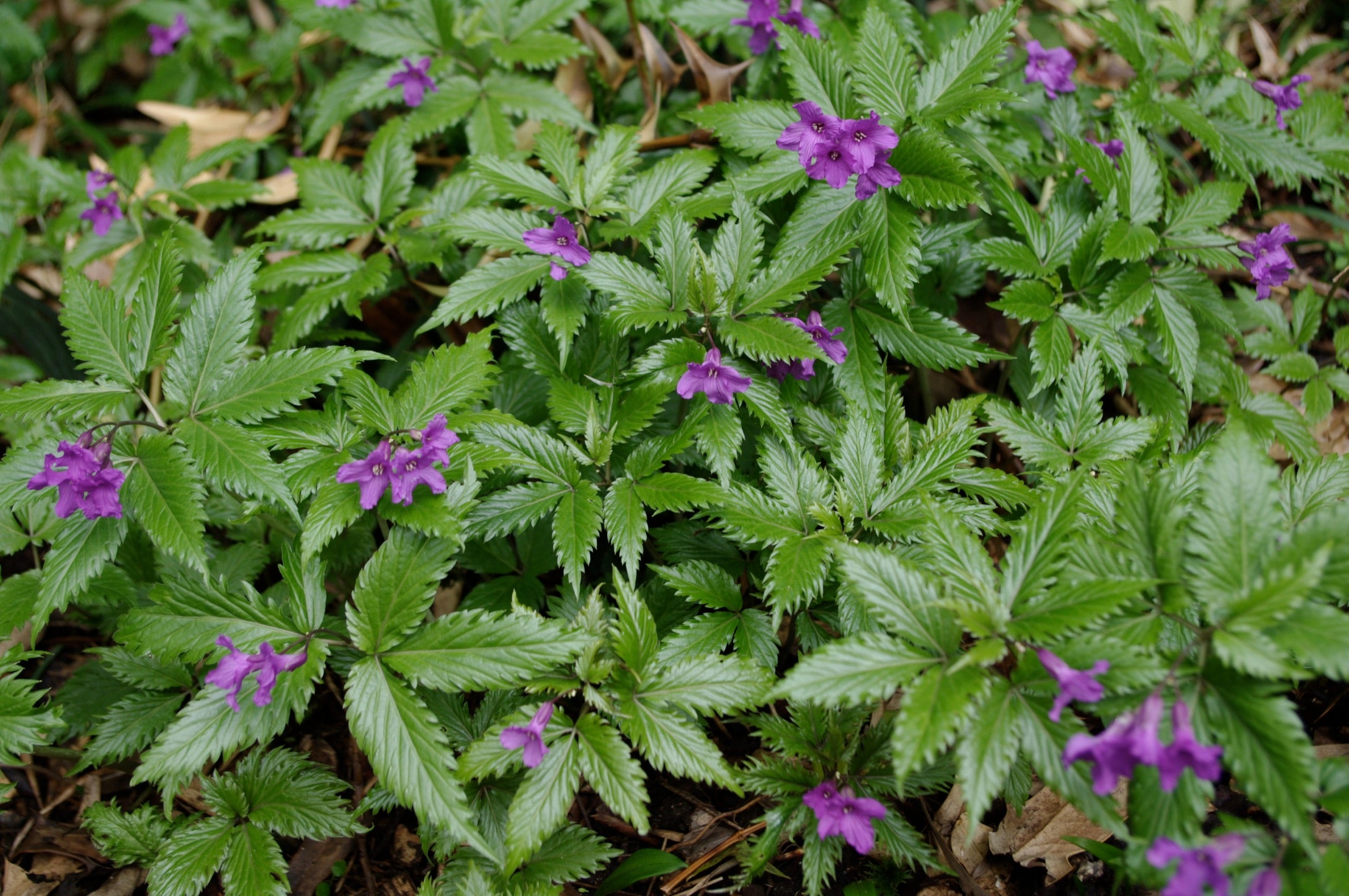 Cardamine glanduligera