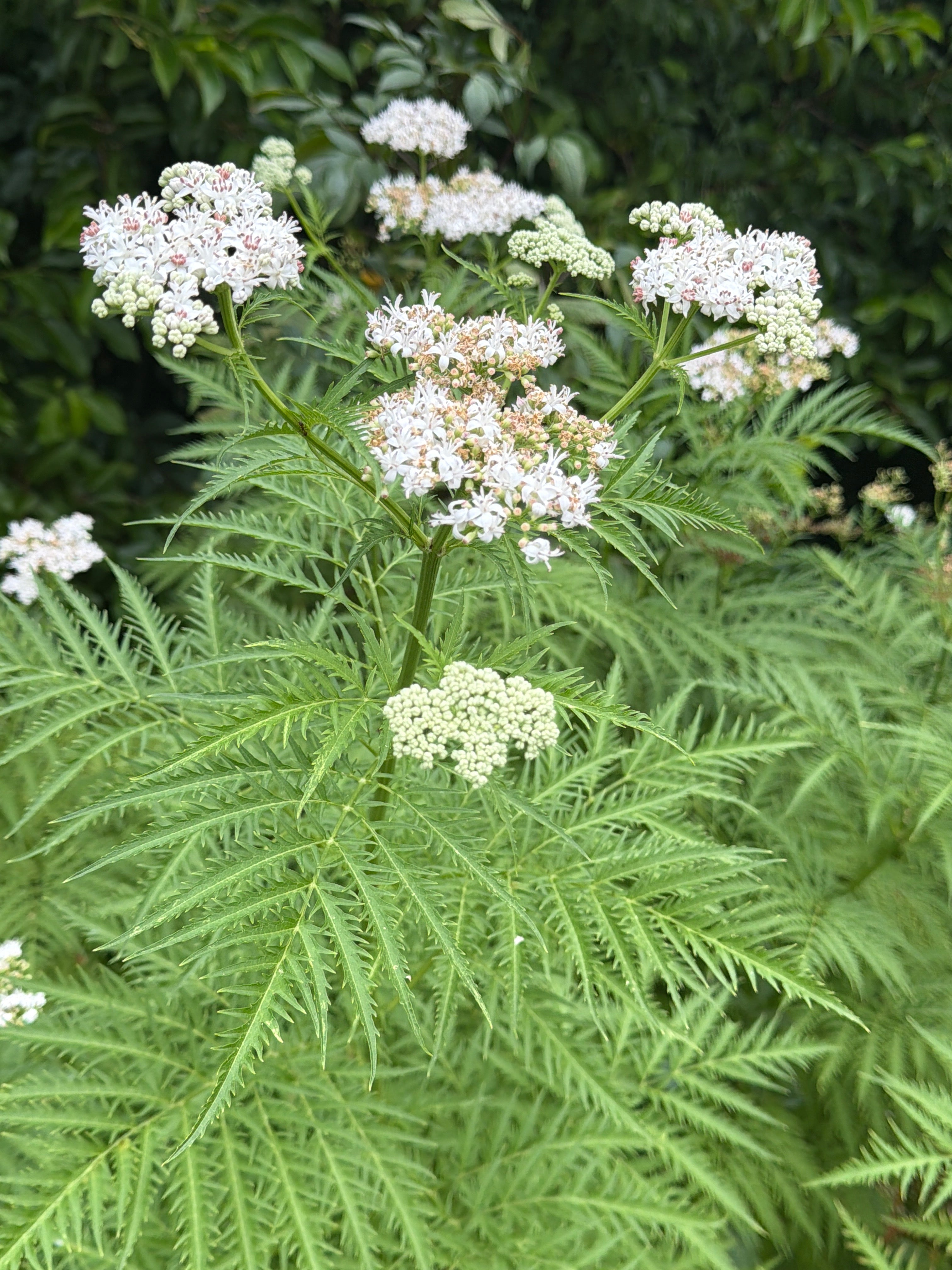Sambucus ebulus var. deborensis