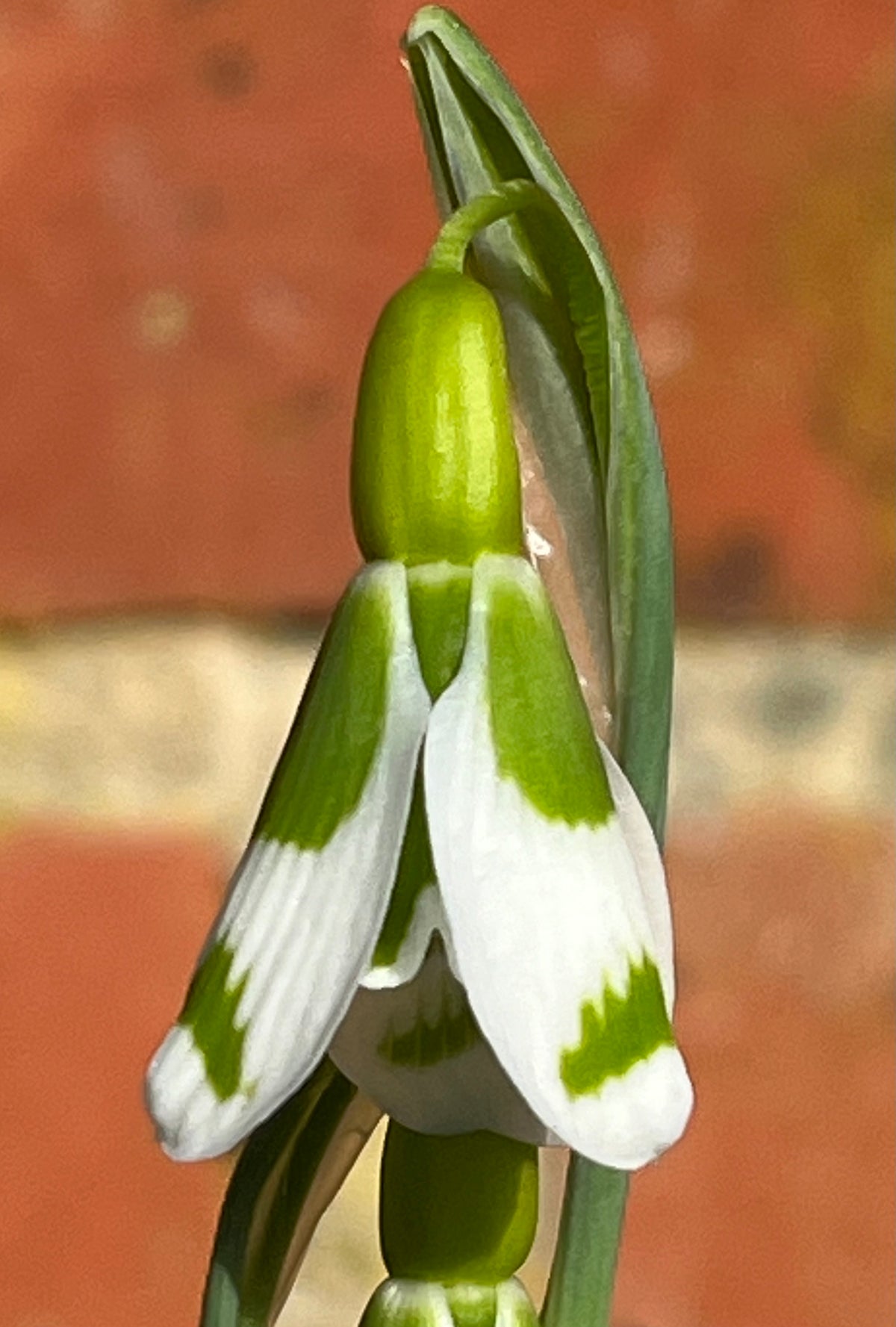 Galanthus ‘Chantry Gem' GC53