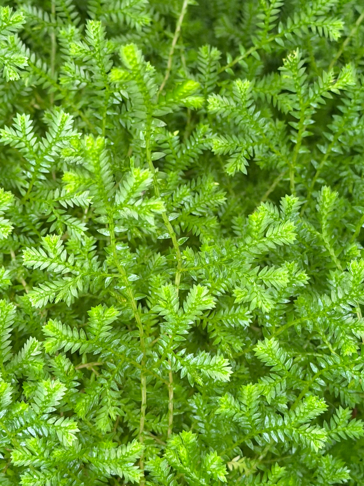 Selaginella kraussiana