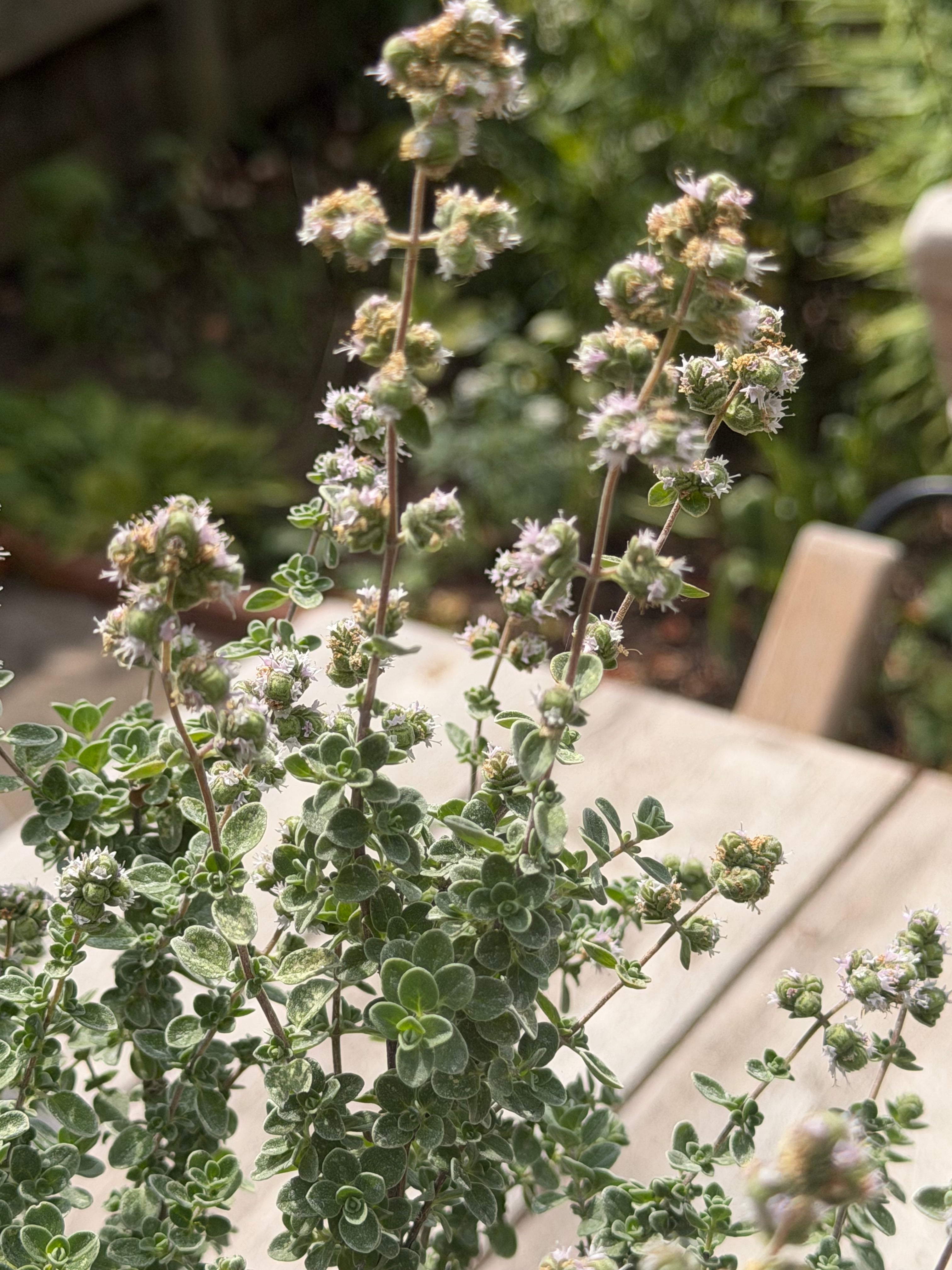 Origanum syriacum