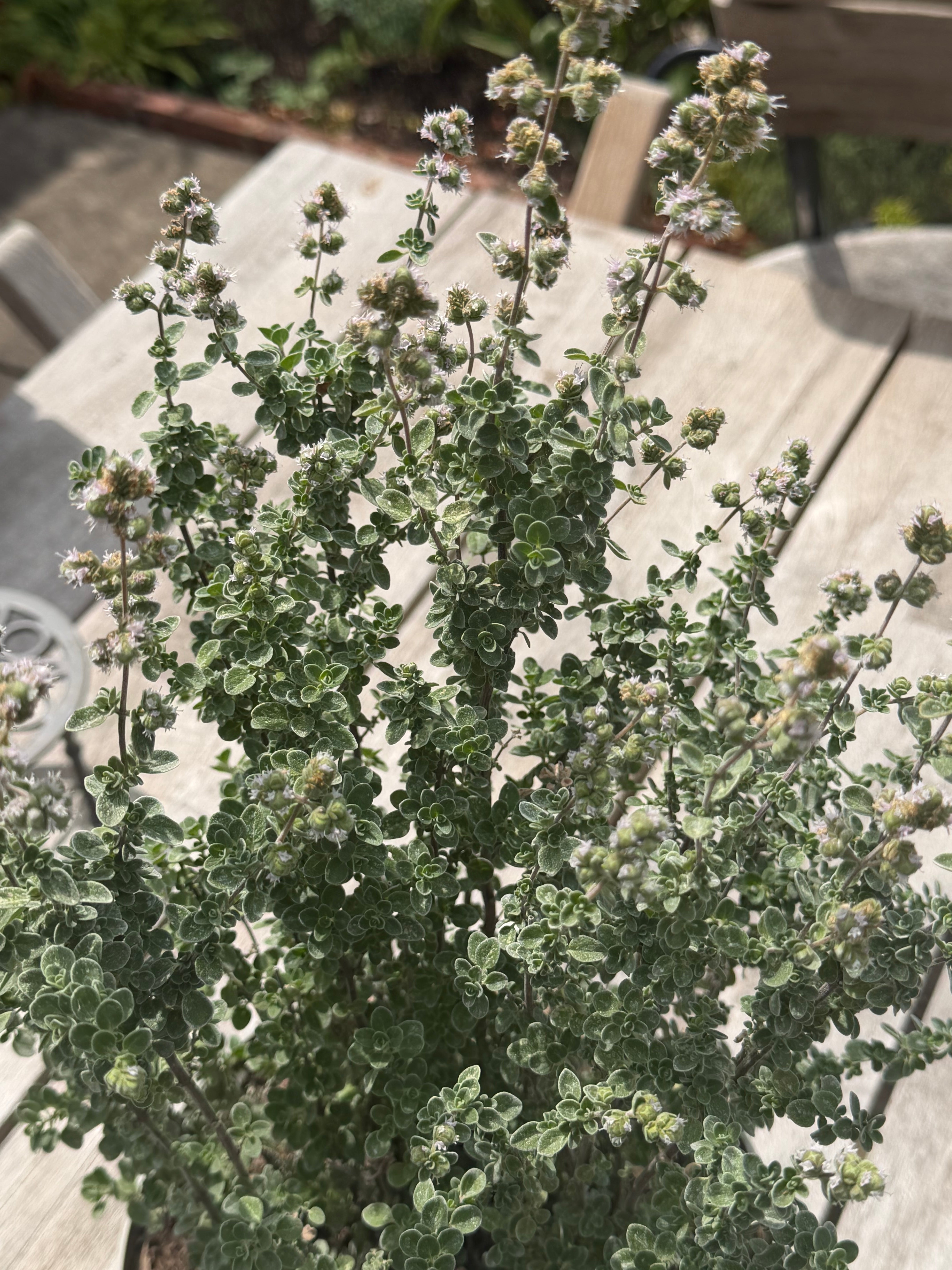 Origanum syriacum