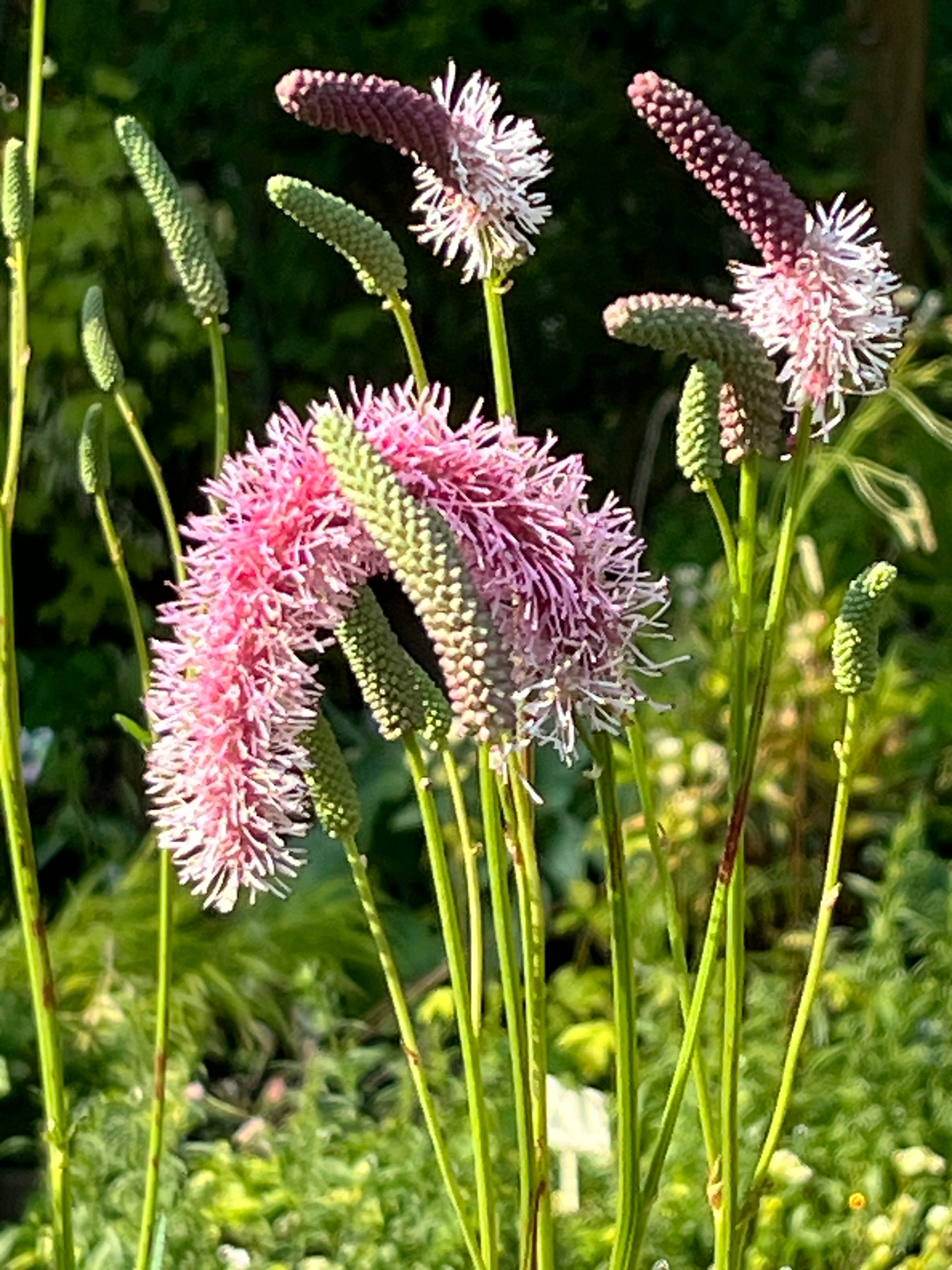 Sanguisorba canadensis &#39;Pink Ruffles&#39;