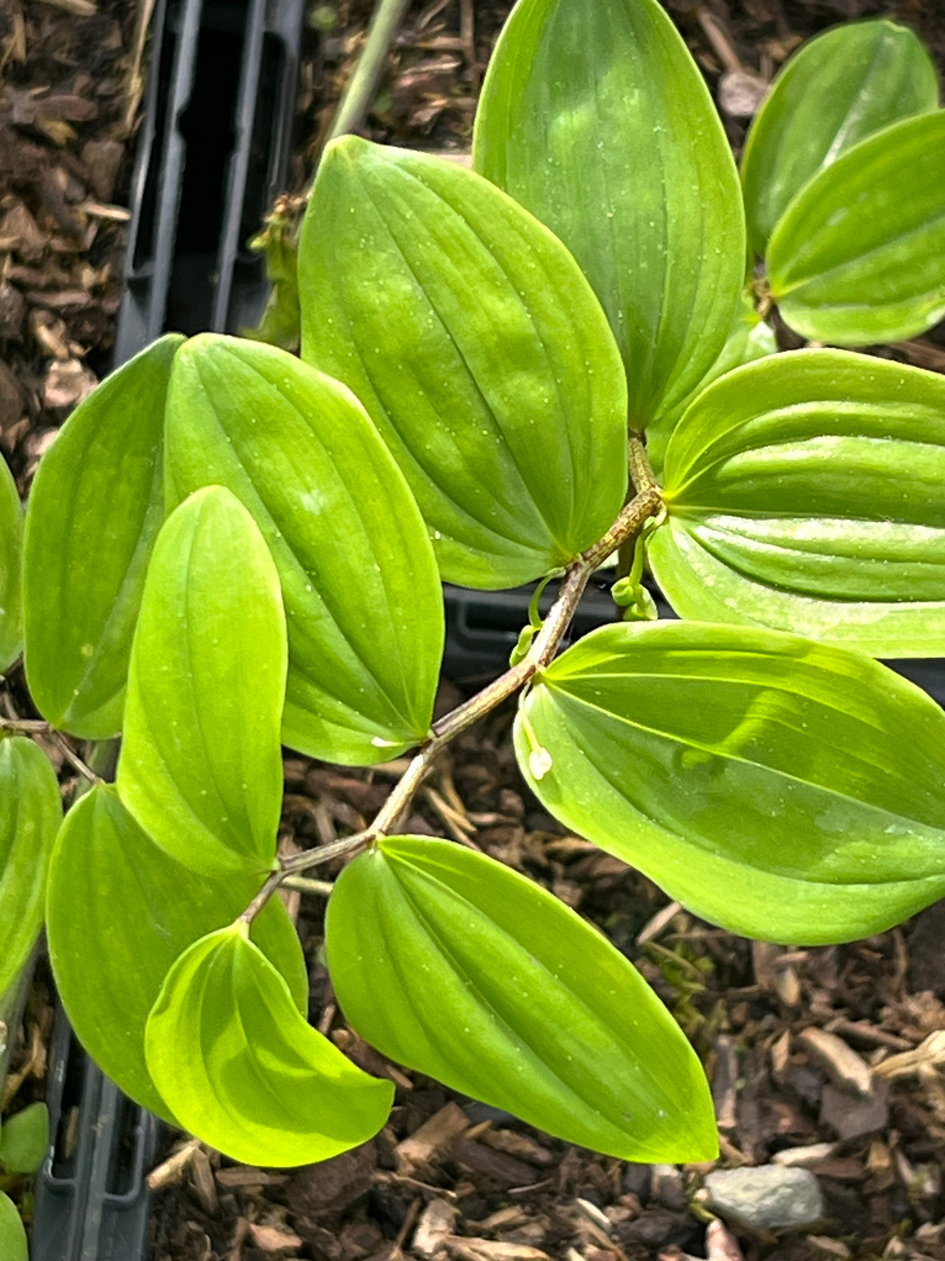 Polygonatum yunnanense