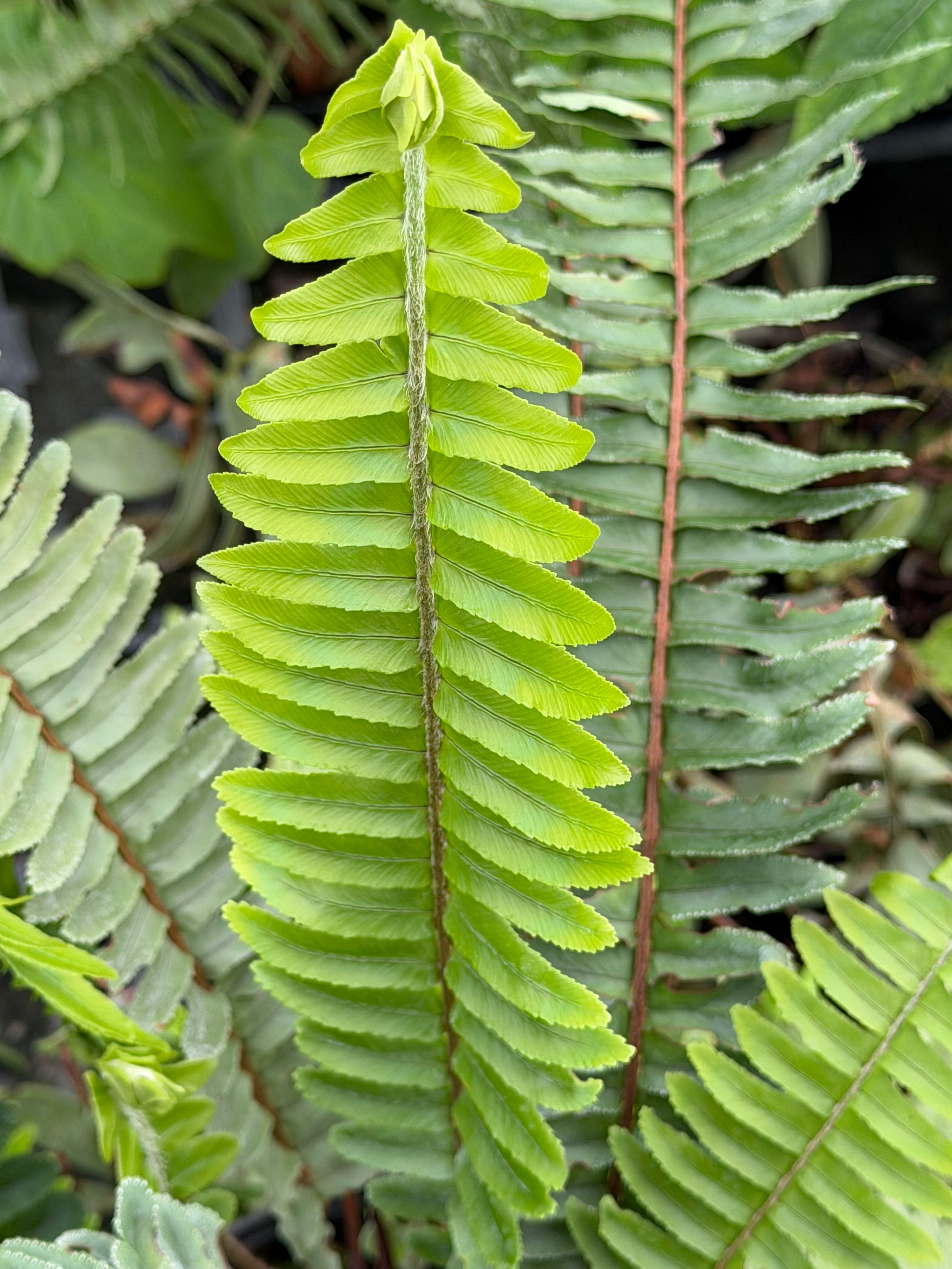 Nephrolepsis obliterata