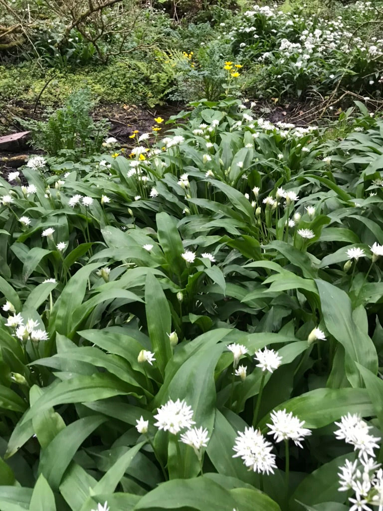 Allium ursinum