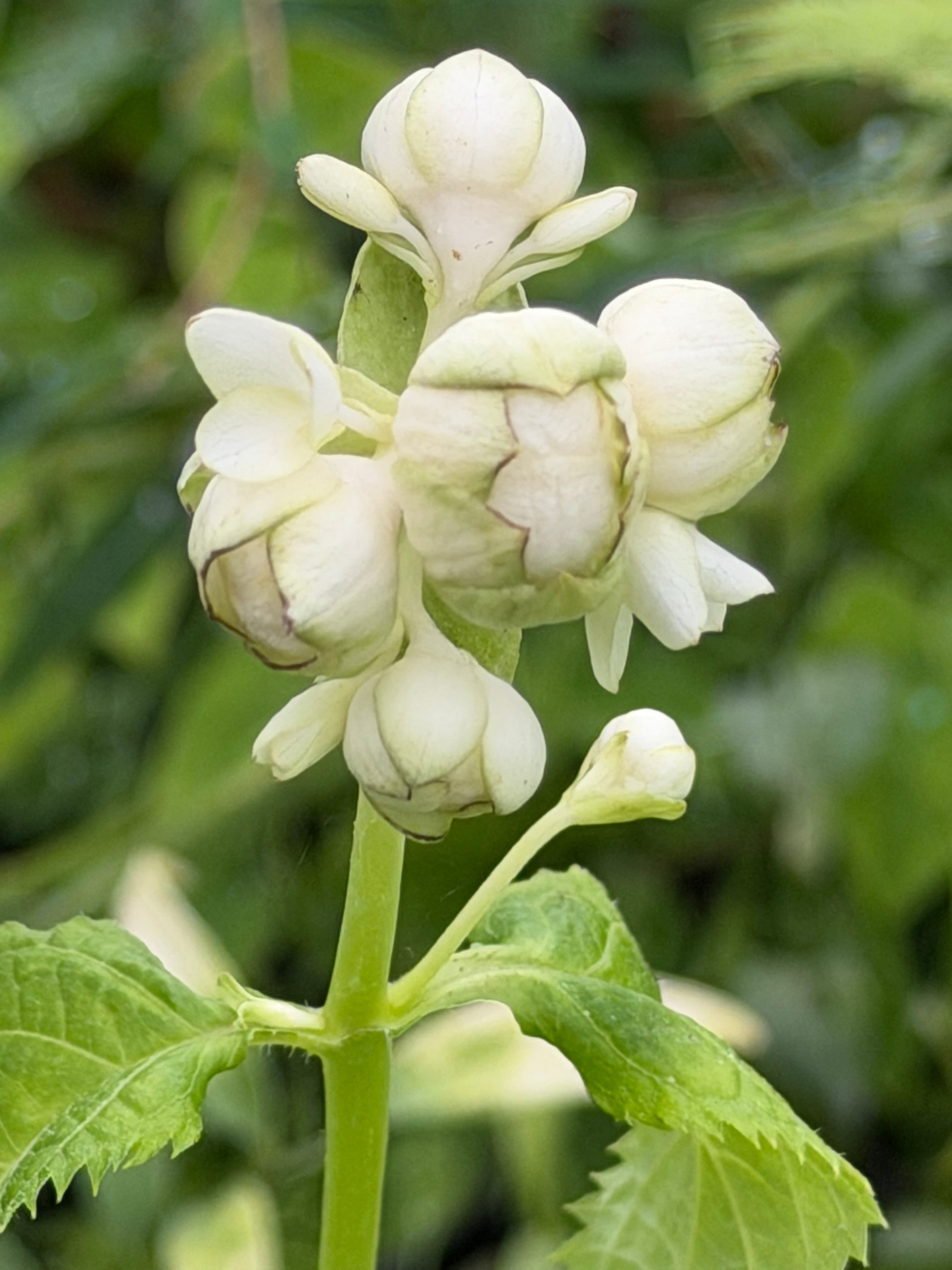 Deinanthe bifida B&amp;SWJ 5655