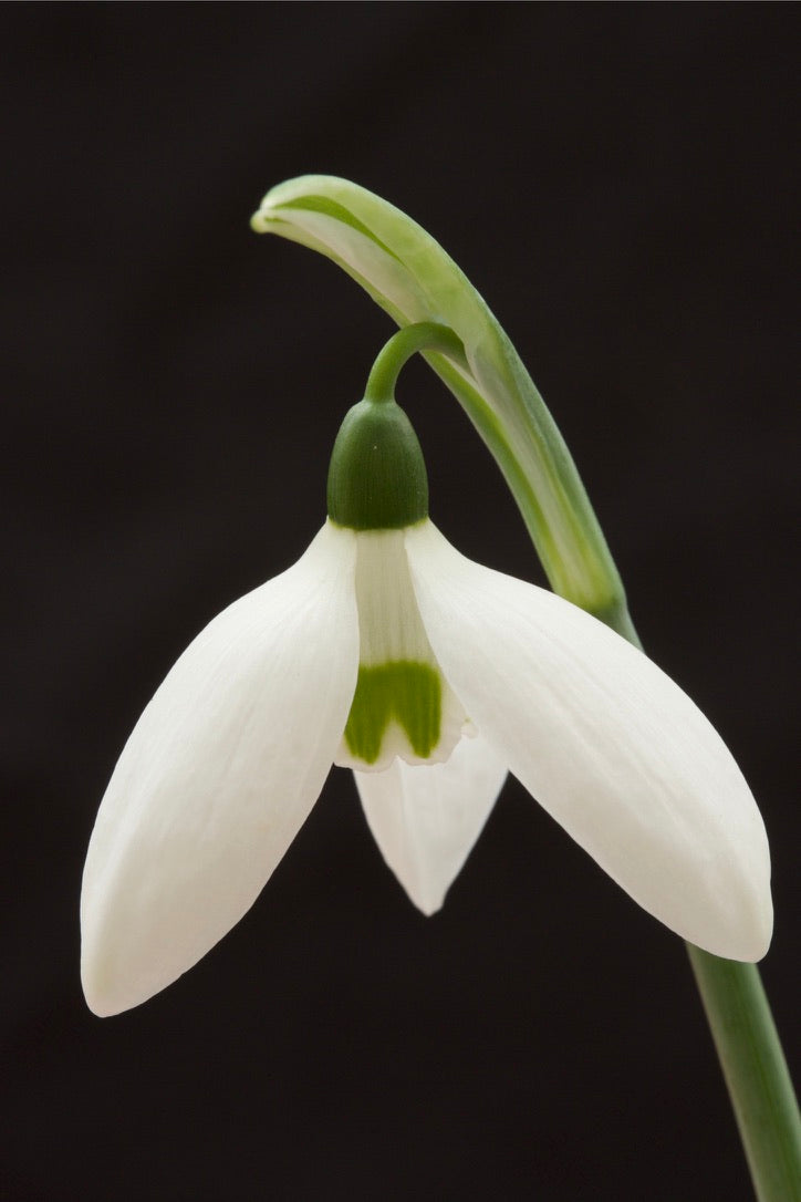 Galanthus elwesii ‘Helen Tomlinson’