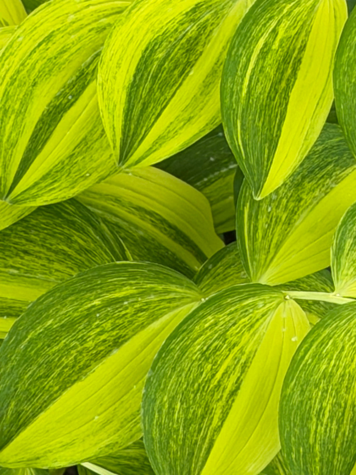 Polygunatum Polygonatum odoratum 'Koudanishiki' – Edulis