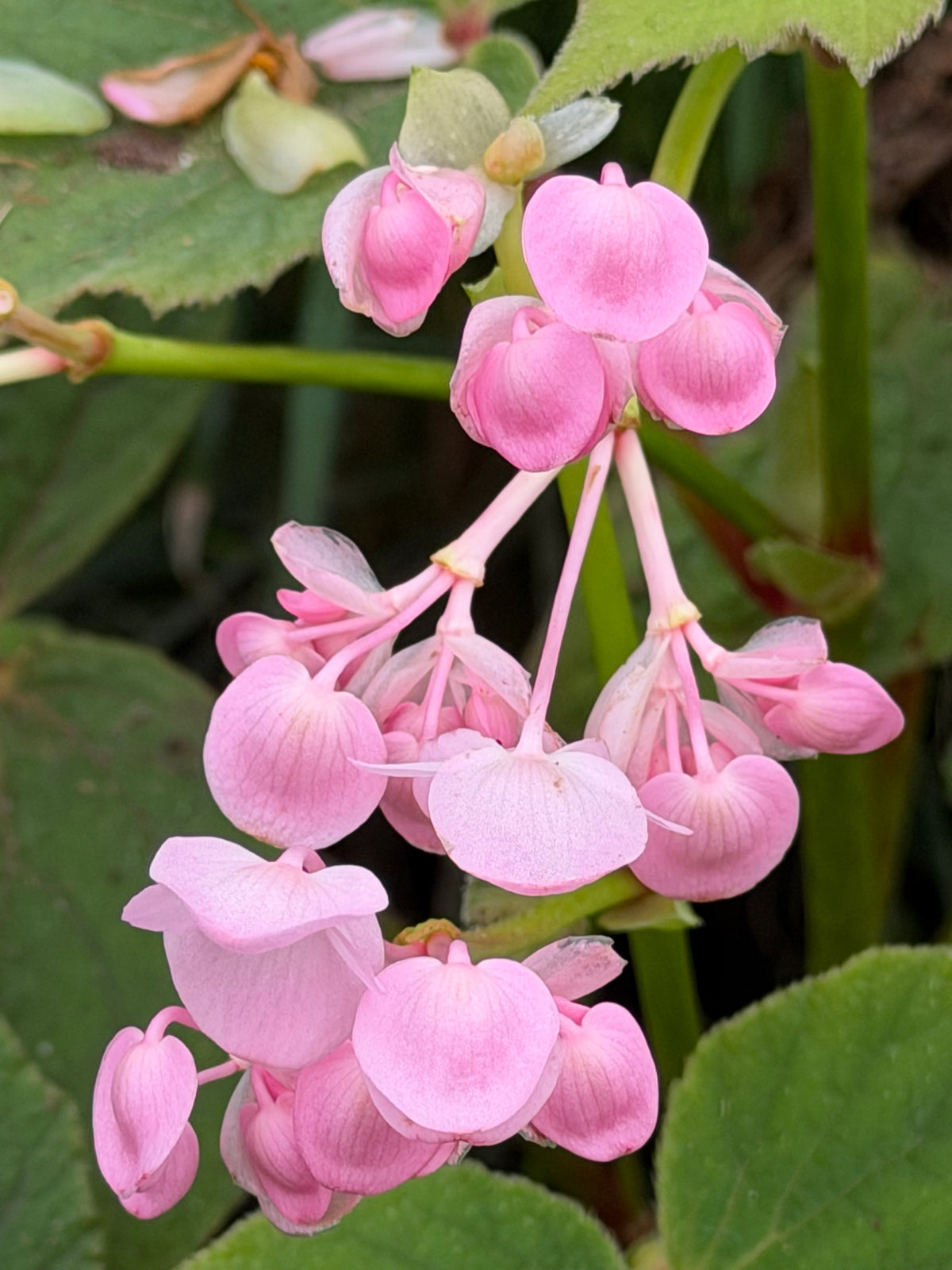 Begonia x 'Torsa'