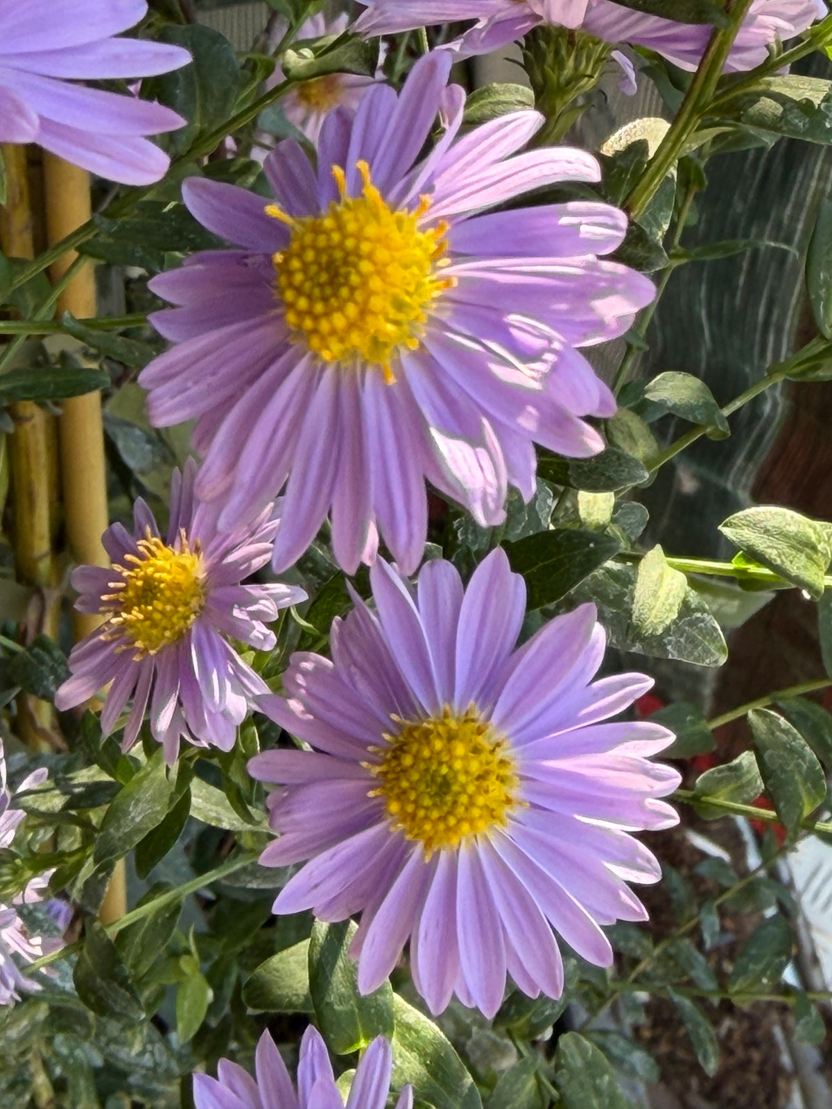 Aster (Symphyotrichum) 'Climax'