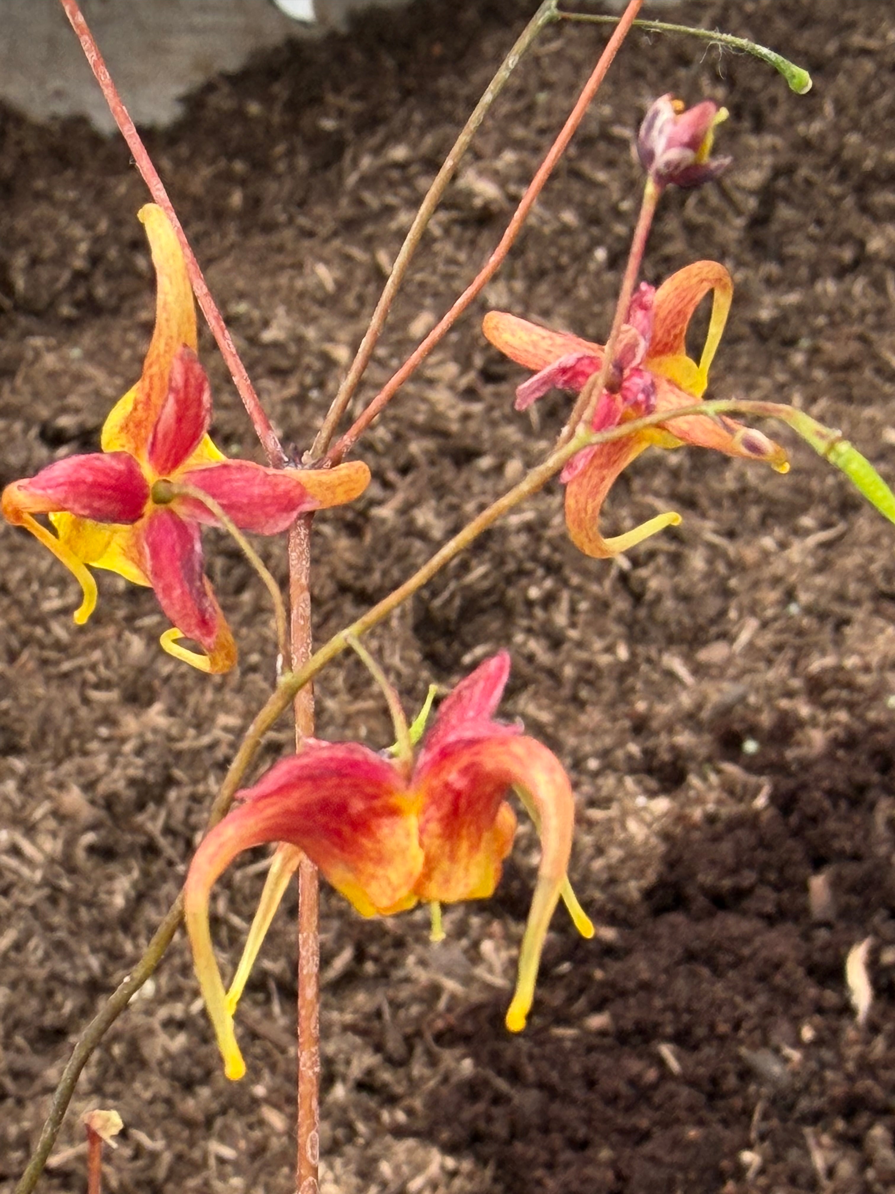 Epimedium x omeiense 'Akame'