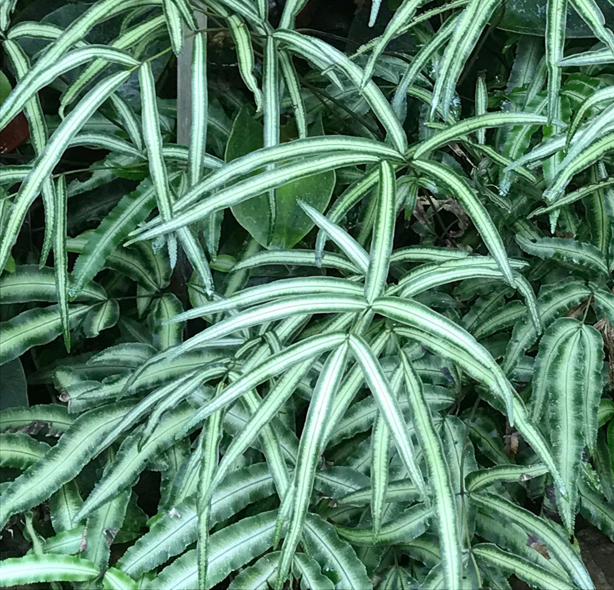 Pteris cretica &#39;Albolineata&#39; (Pteris nipponica)