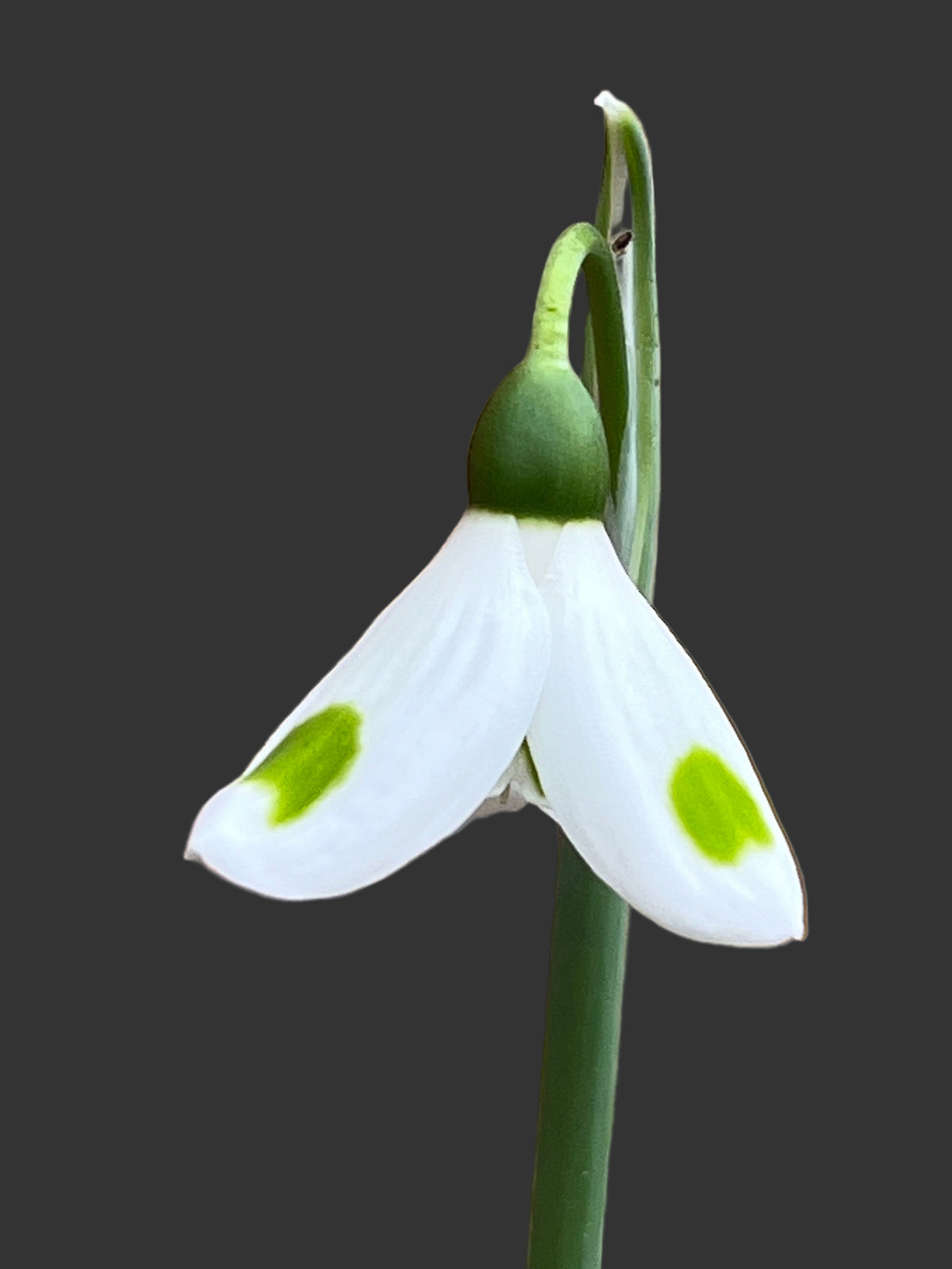 Galanthus elwesii  ‘Smaragdsplitter’
