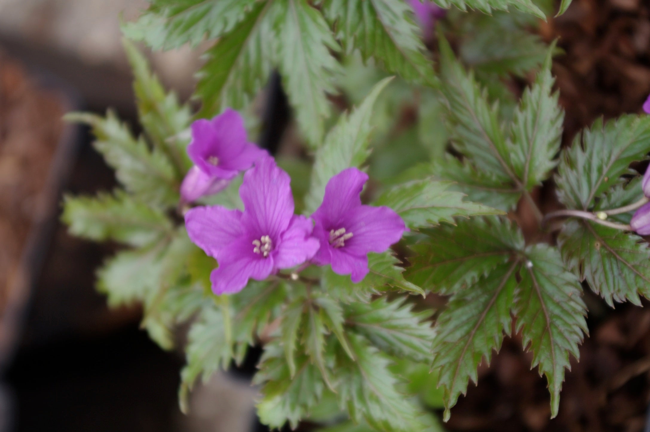 Cardamine glanduligera