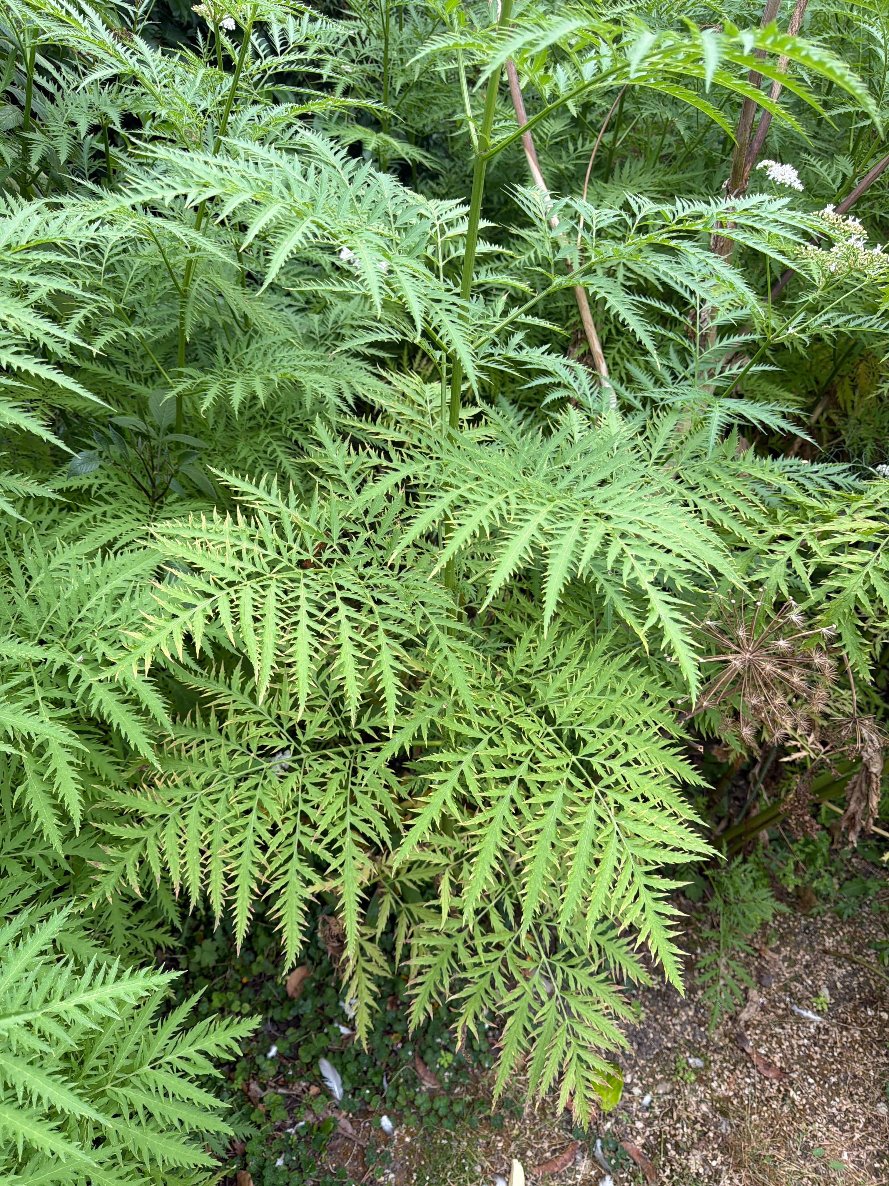 Sambucus ebulus var. deborensis
